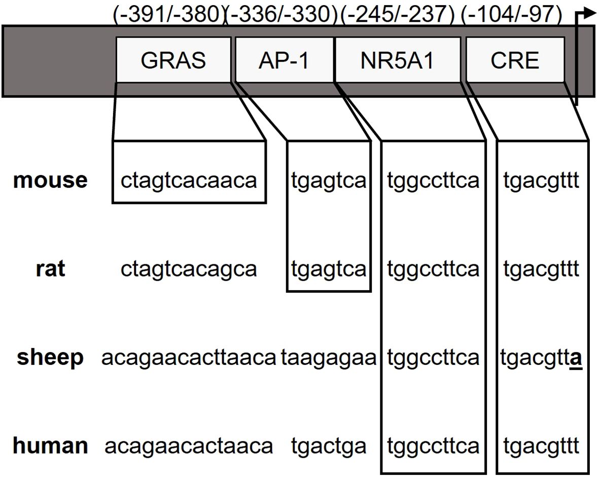 DNA sequences for mouse, rat, sheep, and human are compared, aligned under gene regulatory elements GRAS, AP-1, NR5A1, and CRE, with specific nucleotide sequences shown for each species.
