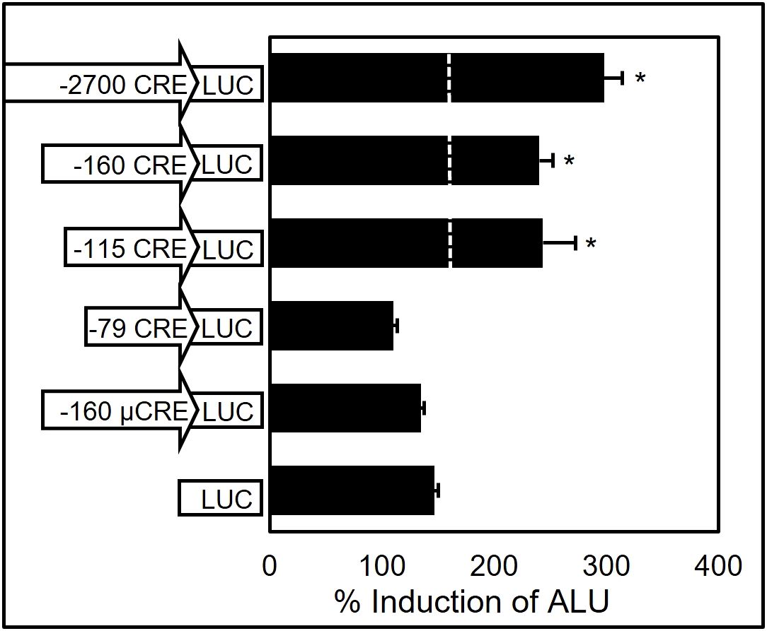 Bar graphs (a) and (b) show luciferase expression in the pituitary and liver tissues with two treatments: AdGFP and AdCAFS288. In graph (a) for mGnRHR-LUC, expression in the pituitary is significantly higher with AdGFP compared to AdCAFS288, with an asterisk indicating P < 0.05. Liver values are low and similar. In graph (b) for oGnRHR-LUC, expression in the pituitary is significantly higher with AdCAFS288 compared to AdGFP, with an asterisk indicating P < 0.05. Liver expression remains low and similar for both treatments.