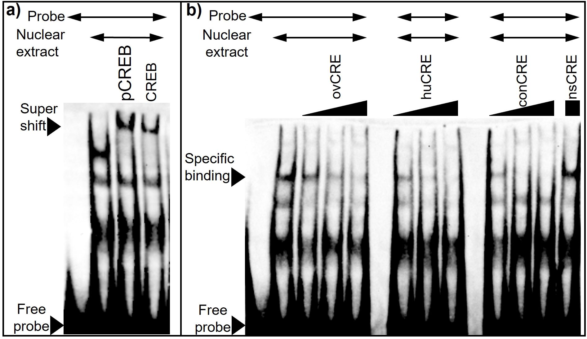 DNA sequences and an agarose gel are shown. (a) Lists the CRE sequence and its mutated version, μCRE, with differences underlined. (b) Displays a gel with undigested and EcoRI-digested samples labeled μA, μB, μC, and WT. Bands are visible at approximately 500 bp and 1000 bp, with a ladder on the side for reference.