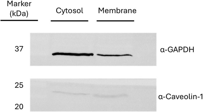 Western blot image with two panels showing protein expression in cytosol and membrane fractions. The top panel indicates α-GAPDH with strong bands at 37 kDa, while the bottom panel shows α-Caveolin-1 with faint bands around 20-25 kDa.