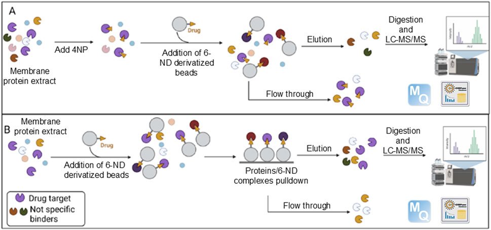 Diagram showing two panels (A and B) illustrating protein extraction and analysis. Panel A depicts the addition of 4NP and 6-ND derivatized beads to a membrane protein extract with drug binding, elution, and LC-MS/MS analysis. Panel B shows a similar process with proteins/6-ND complexes pulldown followed by elution and LC-MS/MS. Color legend: purple for drug targets, brown for non-specific binders.