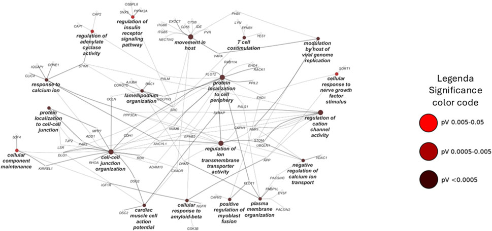 Network graph showing relationships between various biological terms such as