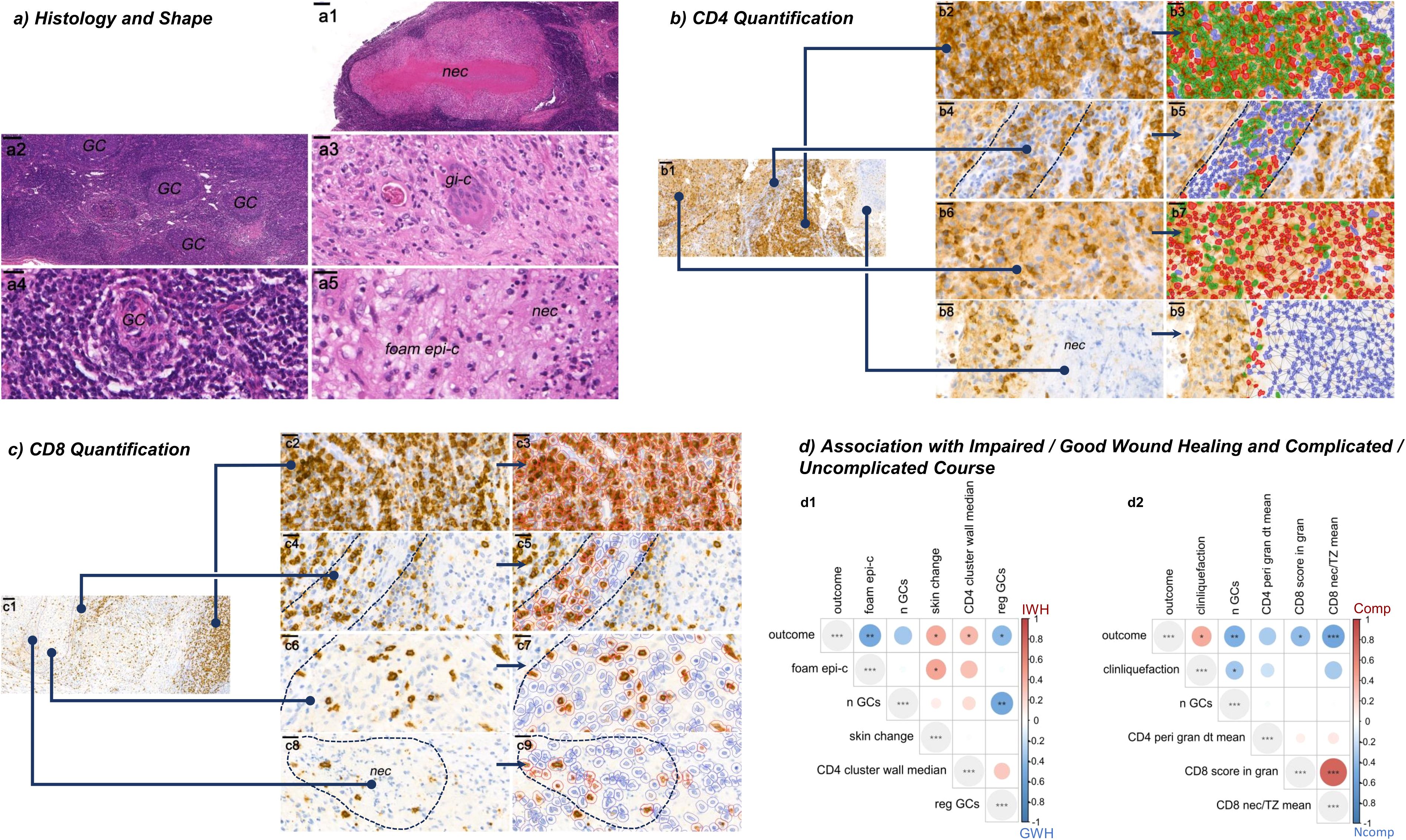 Histology and shape section shows various tissue samples labeled 'nec,' 'GC,' 'gi-c,' and 'foam epi-c.' In the CD4 quantification section, stained tissue samples highlight CD4 cells with annotations. CD8 quantification displays stained sections emphasizing CD8 cells. The association section includes heatmaps detailing correlations between healing outcomes, CD4, and CD8 levels, with labels such as 'foam epi-c' and 'skin change.'