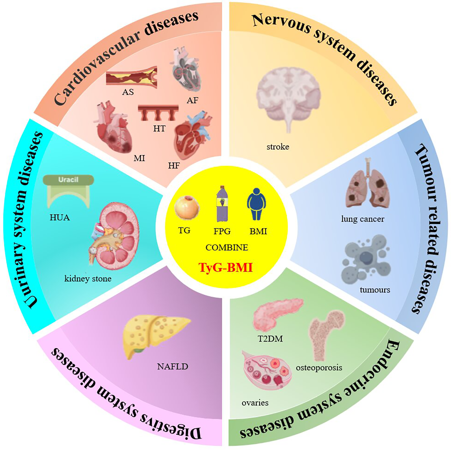Diagram showing a circular chart divided into sections representing different diseases. The center highlights \"TyG-BMI\" and components: TG, FPG, BMI. Sections include: Cardiovascular (AS, AF, HT, MI, HF), Nervous (stroke), Tumour (lung cancer, tumors), Endocrine (T2DM, osteoporosis), Digestive (NAFLD), Urinary (HUA, kidney stone).