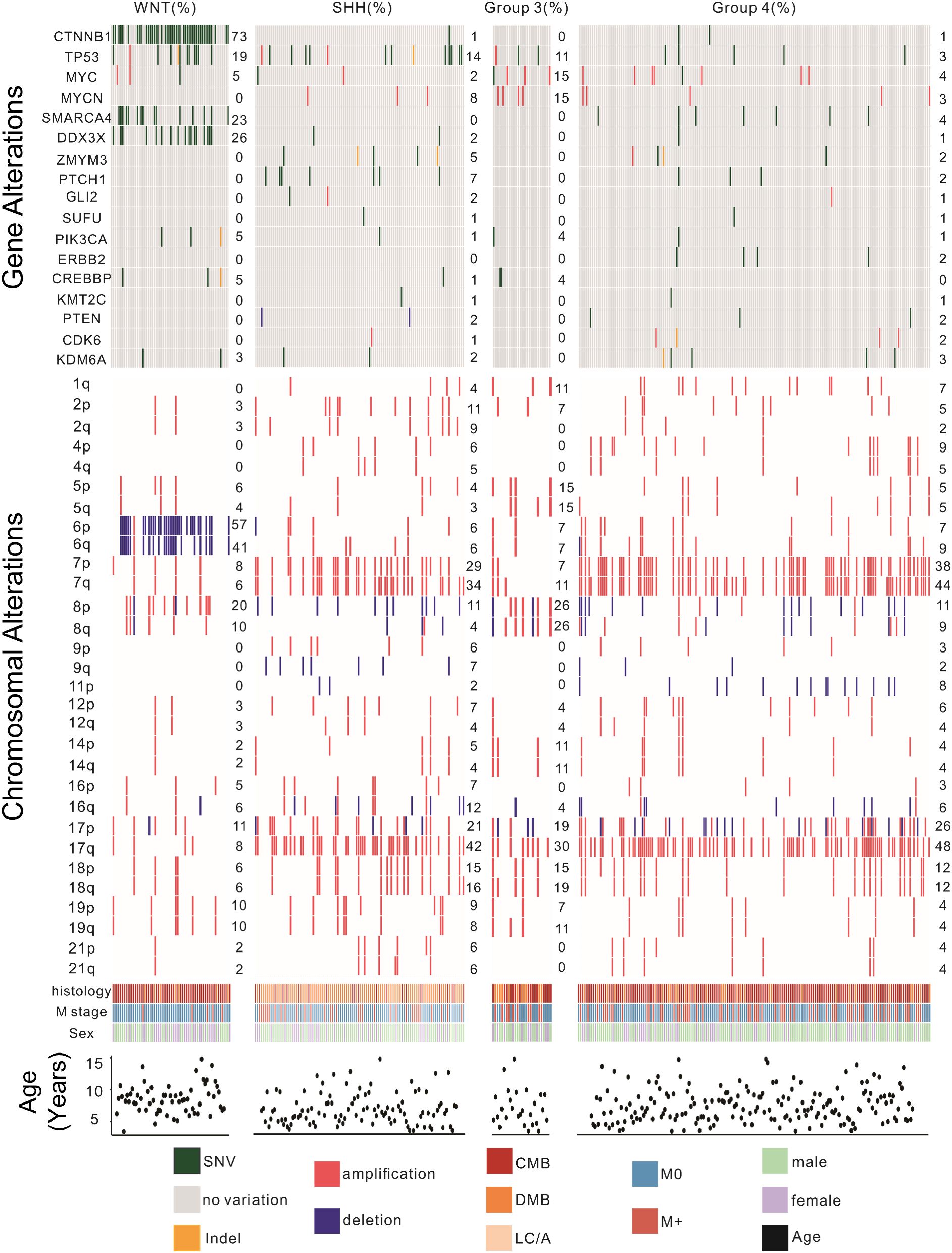 Heatmap showing genetic and chromosomal alterations across four groups: WNT, SHH, Group 3, and Group 4. Gene alterations, including CTNNB1, TP53, and others, are displayed with varying frequencies. Chromosomal alterations are indicated for different chromosomal regions. Histology, metastatic stage, sex, and age are also visualized with corresponding legends.