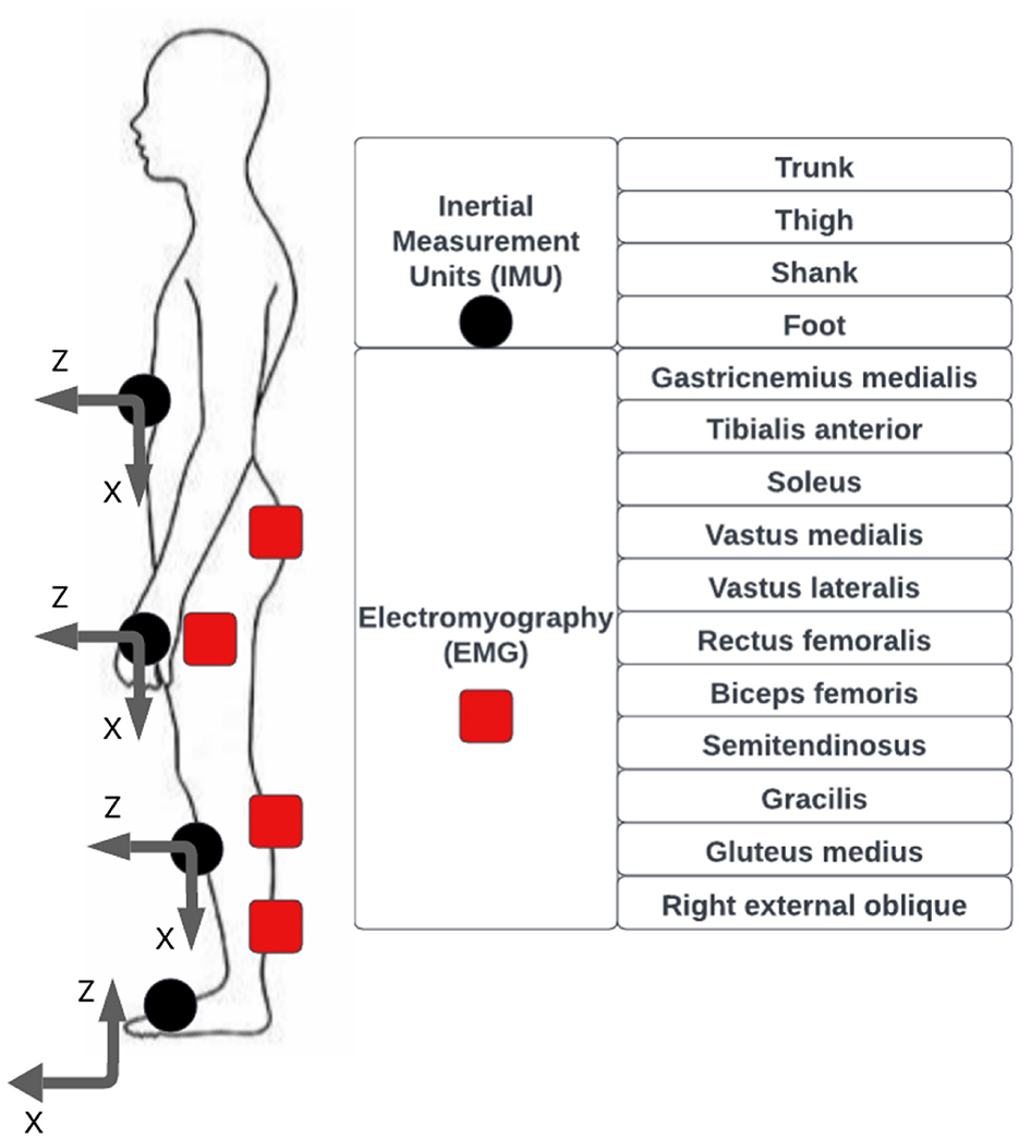 Diagram showing a human profile with black circles and red squares indicating sensor placements. Black circles represent inertial measurement units on the trunk, thigh, shank, and foot. Red squares represent electromyography electrodes on muscles such as gastrocnemius medialis, tibialis anterior, soleus, vastus medialis, vastus lateralis, rectus femoris, biceps femoris, semitendinosus, gracilis, gluteus medius, and right external oblique. Arrows labeled X and Z denote directions.