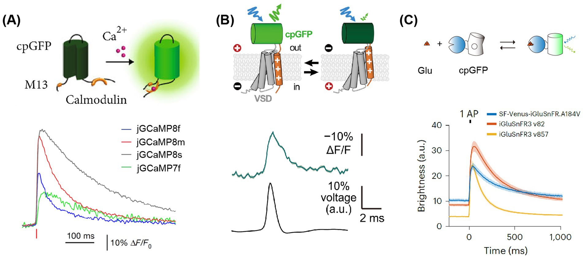 Diagram illustrating fluorescent protein sensors with graphs showing their responses. Panel A shows cpGFP binding with M13 and calmodulin upon calcium ion presence. Panel B illustrates cpGFP associated with a voltage-sensing domain (VSD), indicating fluorescence changes in response to voltage changes. Panel C depicts interaction of cpGFP with Glu, indicating brightness over time for three different variants: SF-Venus-iGluSnFR.A184V, iGluSnFR3 v82, and iGluSnFR3 v857. Fluctuation graphs for calcium, voltage, and brightness are included, with labeled axes.