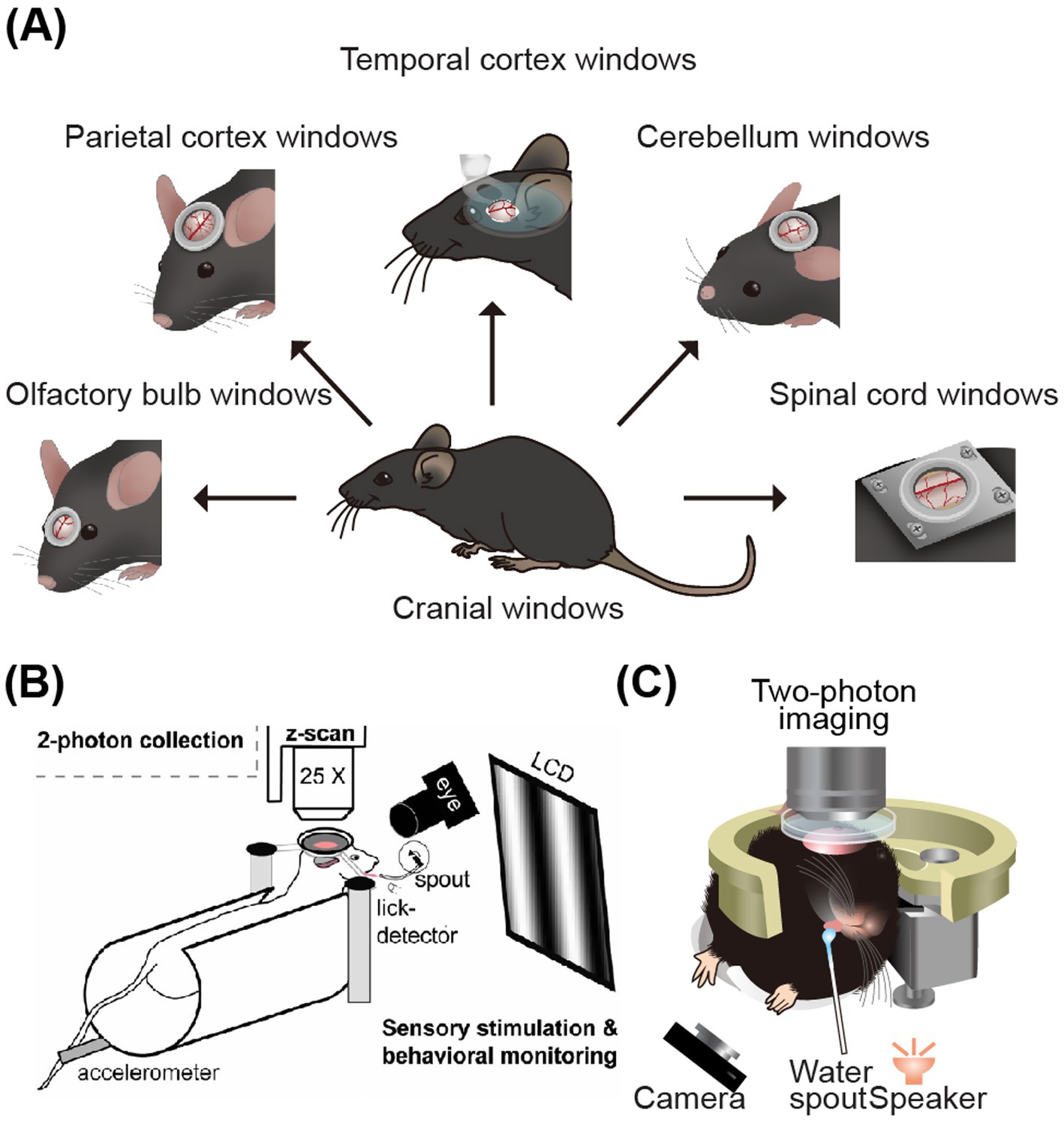(A) Diagram showing cranial windows in a mouse model for different brain regions: temporal, parietal, cerebellum, olfactory bulb, and spinal cord. (B) Setup illustrating a mouse with head fixation and two-photon microscopy, highlighting the imaging area with a water reward setup. (C) Illustration depicting a mouse undergoing two-photon imaging with a camera, speaker, and water spout for behavioral experiments.