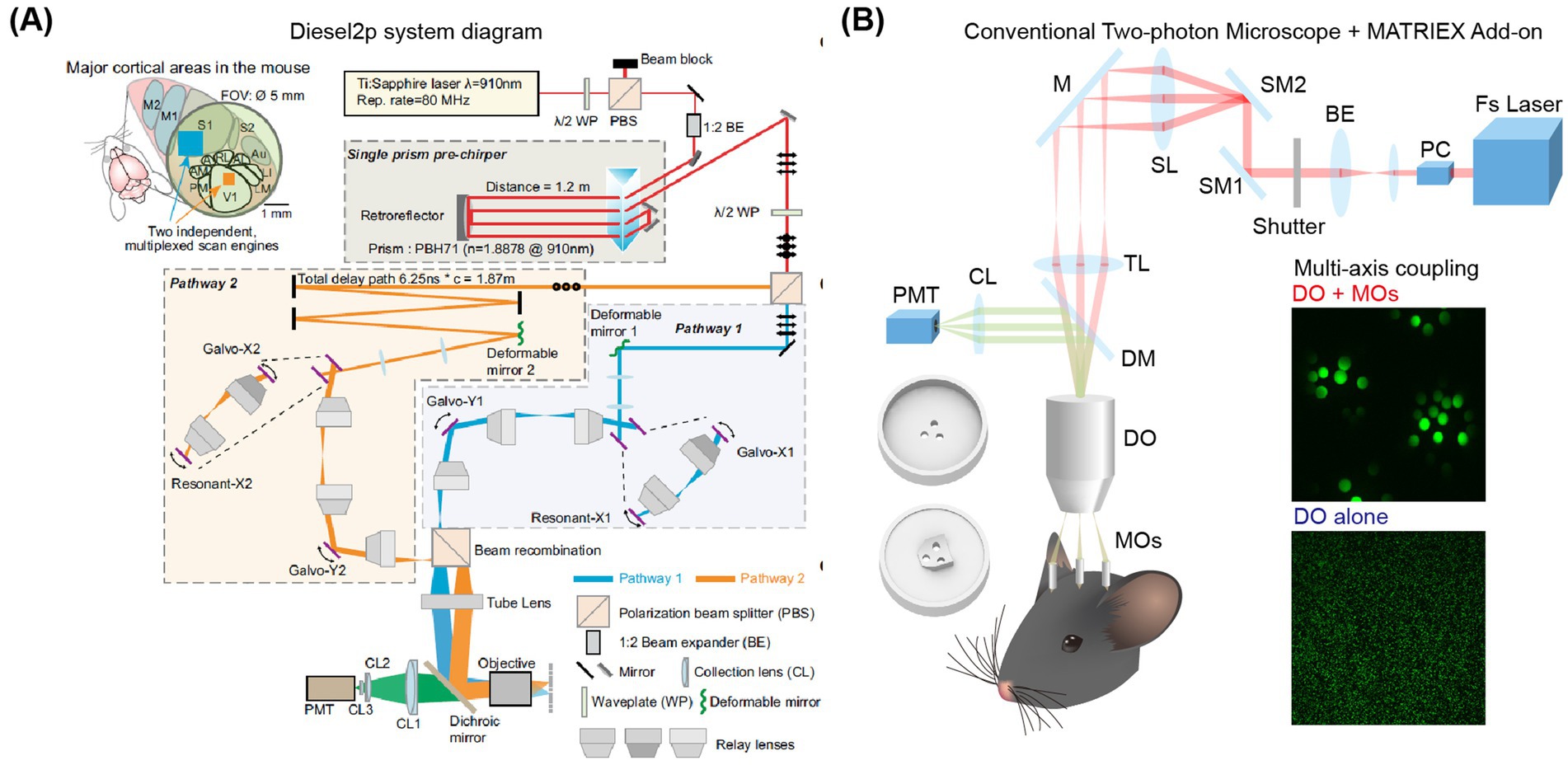 Diagram illustrating the Diesel2p system and its components. The left panel (A) shows the system setup with a Ti:Sapphire laser, polarization beam splitter, beam expanders, mirrors, and dichroic mirrors in two pathways. Key components include galvo scanners, deformable mirrors, and lenses. The right panel (B) depicts a conventional two-photon microscope with a MATRIEX add-on, highlighting a setup involving beam expanders, mirrors, and detectors. It includes images showing multi-axis coupling with optical outputs from configurations involving