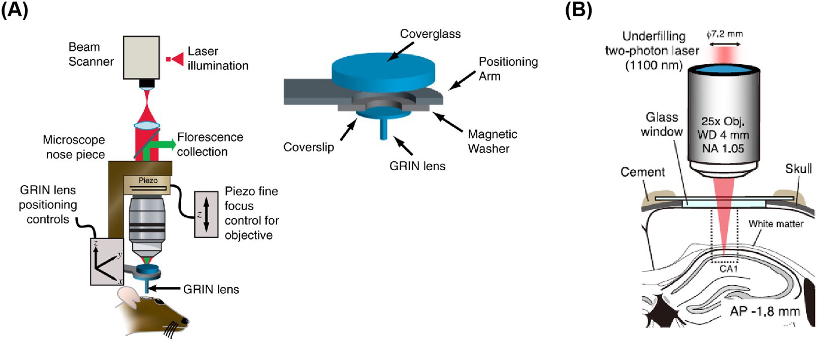 Diagram featuring two panels: (A) illustrates a setup for laser illumination and fluorescence collection using a GRIN lens system, showing components such as the beam scanner, microscope nose piece, piezo fine focus control, and positioning controls on a rodent. (B) shows in vivo hippocampus imaging, including diagrams of in utero EP at the hippocampus, use of coverglass, and live imaging data of layers and hippocampal depth with labeled sections from 0.00 to 1.20 mm. Perfused images highlight XCaMP-R and Hoechst staining, with scale bars.