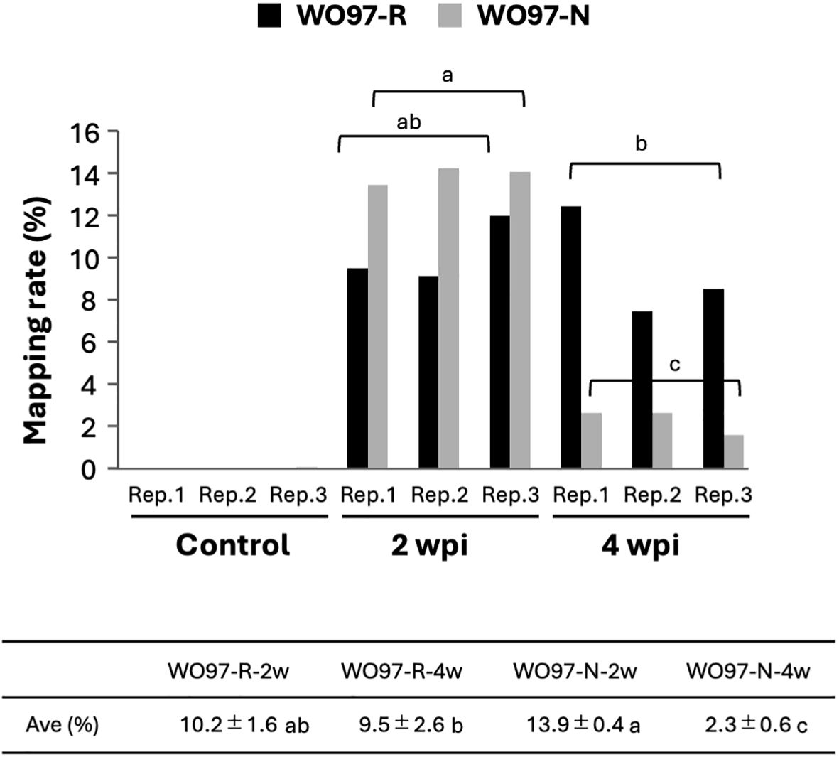 Bar graph showing mapping rates (%) comparing WO97-R and WO97-N across different conditions: Control, 2 weeks post-inoculation (wpi), and 4 wpi. WO97-N consistently shows higher rates than WO97-R. Statistical significance is marked with letters a, b, and c. The table below lists average mapping rates with standard deviations for each condition.