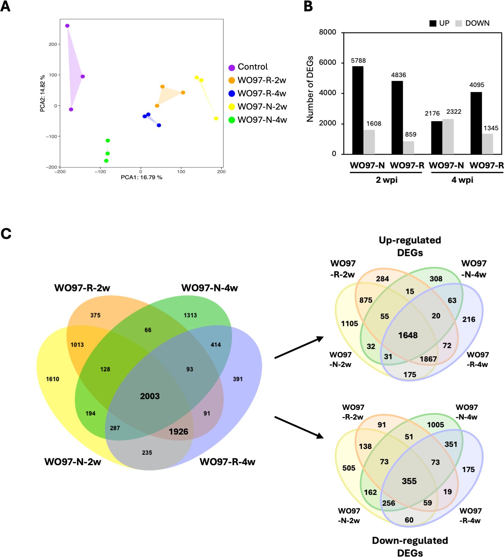 Image composed of three distinct panels. Panel A displays a PCA plot with five groups: Control, WO97-R-2w, WO97-R-4w, WO97-N-2w, and WO97-N-4w, indicating sample separation. Panel B features a bar graph showing the number of differentially expressed genes (DEGs) across different samples at two and four weeks post-infection (wpi), with separate bars for up-regulated and down-regulated genes. Panel C includes Venn diagrams illustrating the overlap of up-regulated and down-regulated DEGs among the groups WO97-R-2w, WO97-R-4w, WO97-N-2w, and WO97-N-4w.
