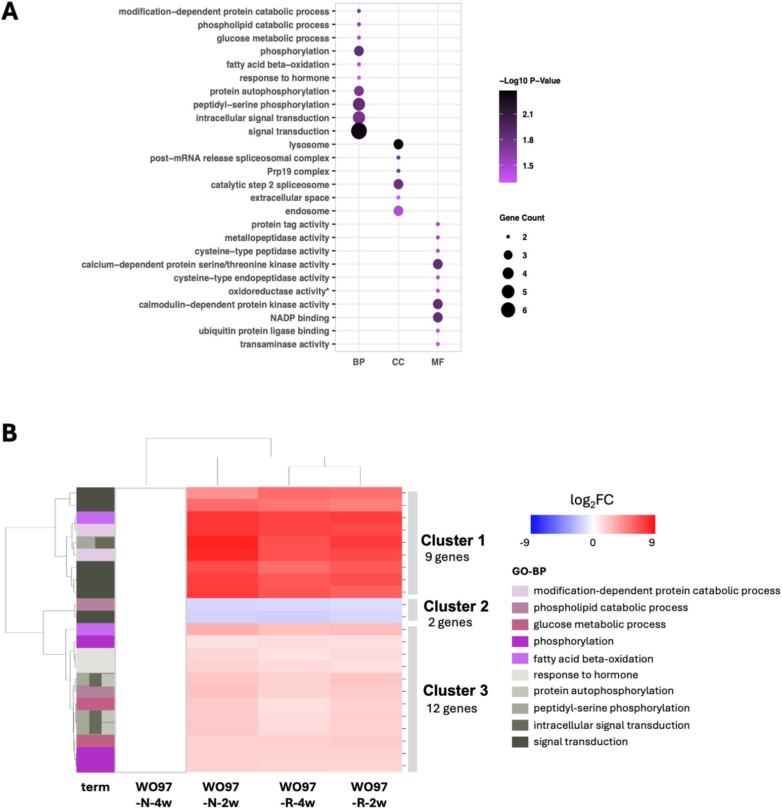 Diagram A shows a dot plot for gene ontology terms categorized by biological process, cellular component, and molecular function, with dot size indicating gene count and color indicating p-value. Diagram B is a heatmap clustering gene expression changes across conditions, with clusters and color intensity representing log2 fold change.