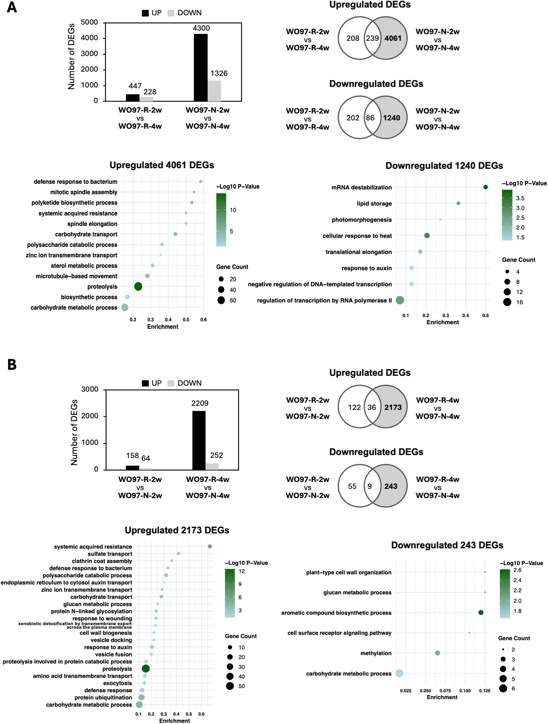 Panel A includes a bar chart and Venn diagrams displaying the number of differentially expressed genes (DEGs) upregulated and downregulated in various comparisons, along with scatter plots showing enriched biological processes with upregulation (4061 DEGs) and downregulation (1240 DEGs) categorized by gene count and enrichment significance (-Log10 P-Value). Panel B presents similar data with fewer DEGs, indicating upregulation (2173 DEGs) and downregulation (243 DEGs) across different comparisons, also illustrated using bar charts, Venn diagrams, and scatter plots highlighting enriched processes.