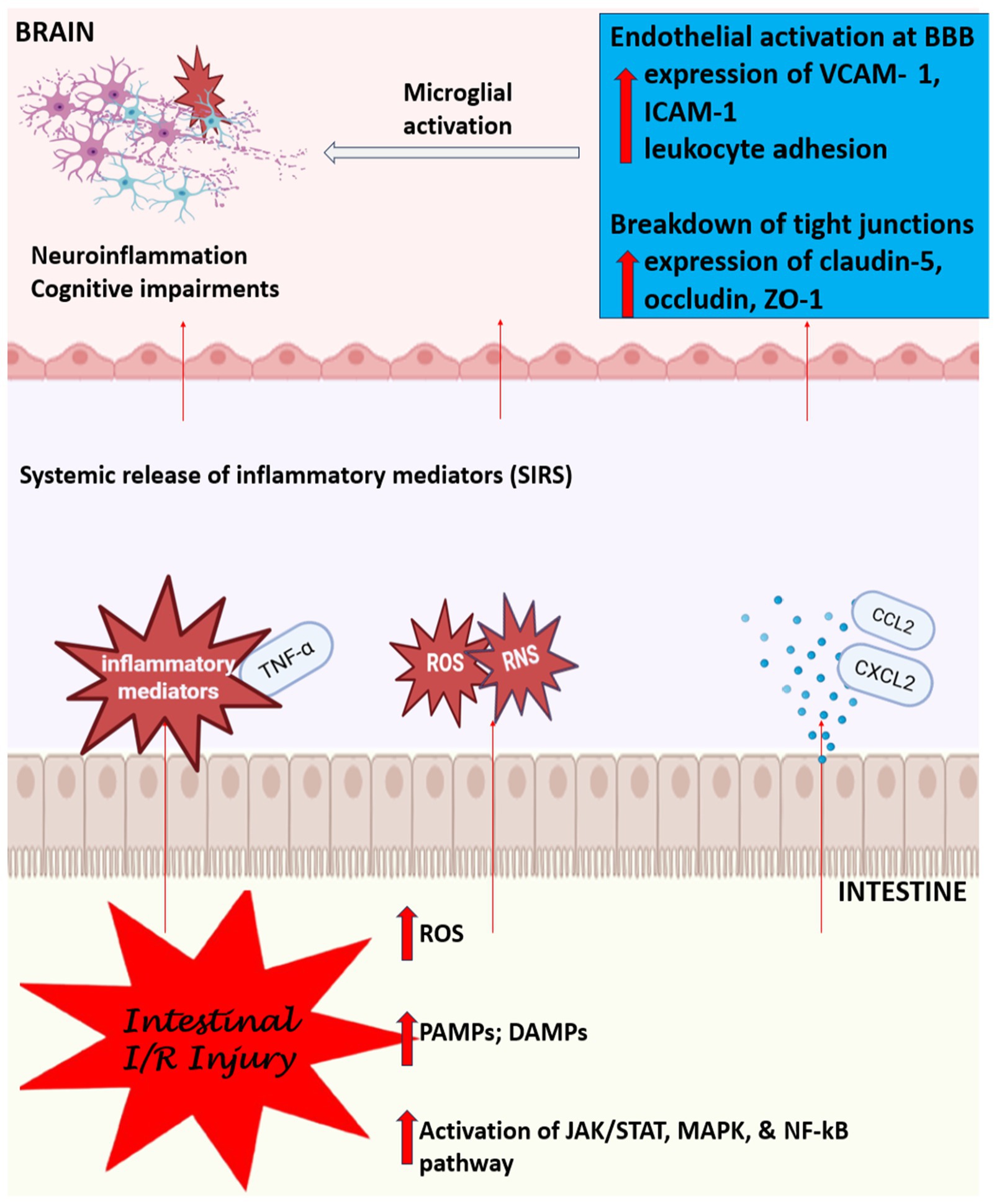 Illustration depicting the connection between intestinal ischemia-reperfusion (I/R) injury and brain inflammation. At the brain level, microglial activation leads to neuroinflammation and cognitive impairments. Endothelial activation causes expression of VCAM-1, ICAM-1, and leukocyte adhesion, along with a breakdown of tight junctions and expression of claudin-5, occludin, ZO-1. Systemically, inflammatory mediators and oxidative stress (ROS, RNS) are released. In the intestine, increased ROS, PAMPs/DAMPs, and activation of JAK/STAT, MAPK, and NF-κB pathways are noted. This results in systemic inflammatory response syndrome (SIRS), featuring mediators like TNF-α, CCL2, and CXCL2.