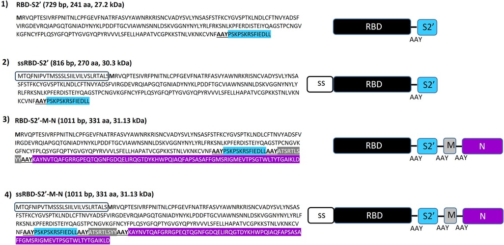 Four diagrams show the amino acid sequences and domains of different protein constructs. (1) RBD-S2' with 729 base pairs, 241 amino acids, and 27.2 kDa. It features colored highlights on sequences and a schematic with RBD and S2' domains. (2) ssRBD-S2' with 816 base pairs, 270 amino acids, and 30.3 kDa, includes SS and RBD domains. (3) RBD-S2'-M-N with 1011 base pairs, 331 amino acids, and 31.13 kDa, depicts additional domains M and N. (4) ssRBD-S2'-M-N, identical to 3, but includes an SS domain.