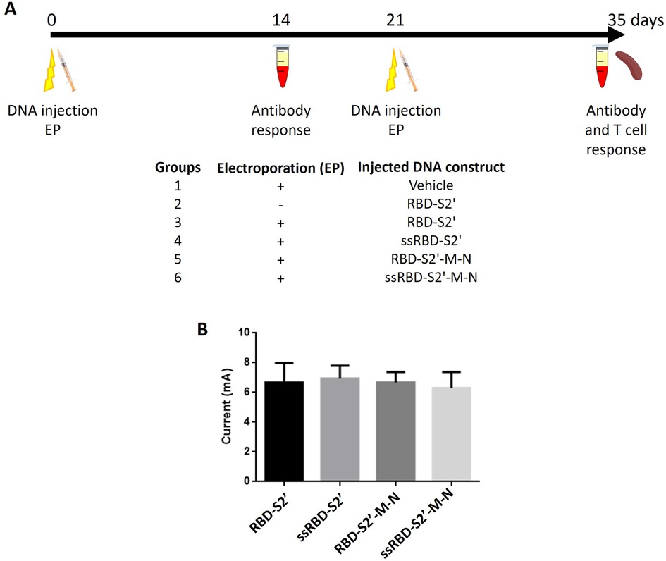 Diagram showing a timeline and bar graph. Part A illustrates a 35-day experiment timeline with DNA injection and electroporation (EP) at days 0 and 21, and antibody responses at days 14 and 35. Six groups are listed with different DNA constructs. Part B is a bar graph displaying the current in milliamperes for different constructs: RBD-S2', ssRBD-S2', RBD-S2'-M-N, and ssRBD-S2'-M-N, all showing similar values around 6 mA.
