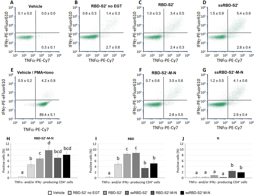 Flow cytometry data is shown in scatter plots A-G, analyzing IFNγ and TNFα expression across seven conditions: Vehicle, RBD-S2' no EGT, RBD-S2', ssRBD-S2', Vehicle/PMA+Iono, RBD-S2'-M-N, ssRBD-S2'-M-N. Bar graphs H-J compare the percentage of TNFα and/or IFNγ-producing CD4+ cells under different treatments, highlighting variations in immune response with different statistically significant groupings indicated by letters above bars.