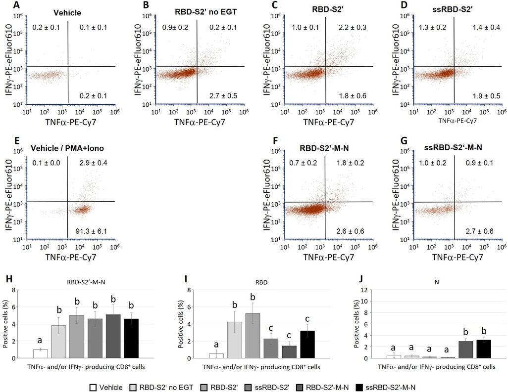 Flow cytometry and bar graph analysis of CD8+ T cells. Panels A-G depict dot plots showing TNFα and IFNγ production across various conditions: Vehicle, RBD-S2', ssRBD-S2', and respective combinations with EGT and Mono treatments. Panel E shows PMA+Iono stimulation. Panels H-J present bar graphs of positive cell percentages for TNFα- and/or IFNγ-producing CD8+ cells under different antigen stimulations. Graphs indicate significant differences with labeled letters.