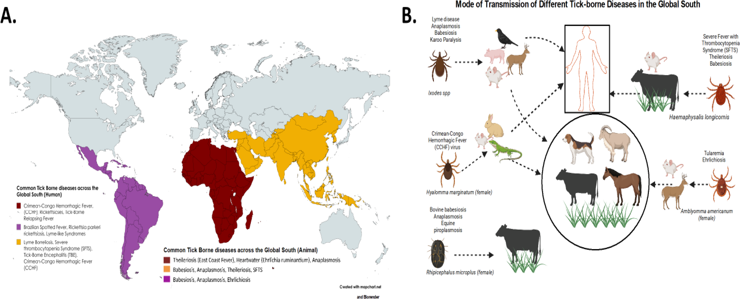 Map A shows regions affected by tick-borne diseases in the Global South. Red indicates areas with Crimean-Congo Hemorrhagic Fever and other diseases in Africa. Purple shows Brazilian Spotted Fever regions in South America. Yellow highlights areas affected by Lyme Disease and others in Asia. Graphic B illustrates the transmission modes of different tick-borne diseases. Various ticks are shown transmitting diseases to diverse animals and humans. Each tick species is linked to specific diseases they transmit, involving multiple animals like cows, horses, and goats. Dotted lines indicate transmission pathways.