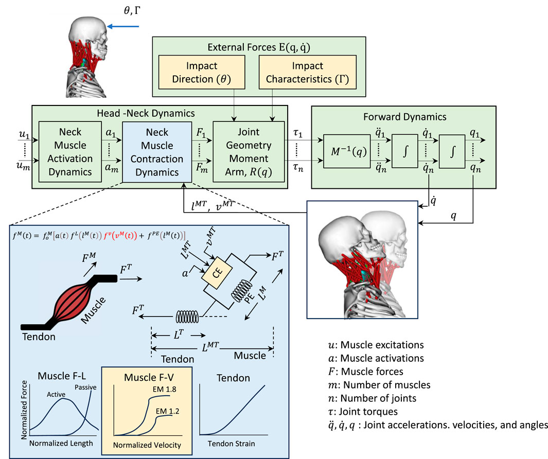 Diagram of a head-neck muscle dynamics model illustrating the interaction between external forces, neck muscle dynamics, and forward dynamics. It shows muscle activation and contraction processes, joint geometry, and moment arms. Inset includes a detailed schematic of muscle-tendon dynamics with force equations. Graphs display muscle force-length, force-velocity relations, and tendon strain. Annotations define variables such as muscle excitations, activations, forces, joint torques, and joint accelerations, velocities, and angles. The illustration aims to model physiological responses to impacts.