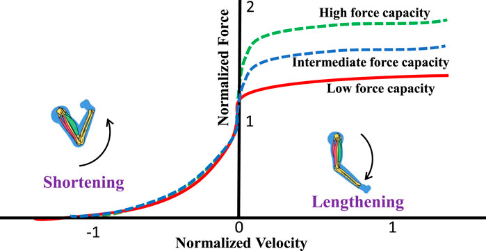 Graph showing the relationship between normalized force and normalized velocity. Three curves represent different force capacities: high (green), intermediate (blue), and low (red). The graph includes illustrations of muscle shortening for negative velocity and muscle lengthening for positive velocity.