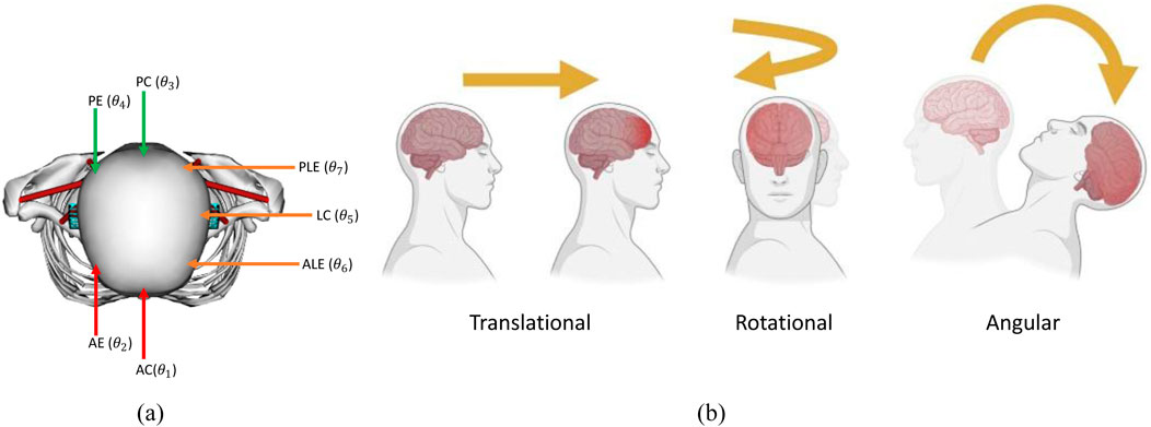 Illustration showing (a) a schematic view of a head with labeled impact locations: AE, AC, PC, PE, PLE, LC, ALE. (b) Three diagrams depicting head accelerations with arrows: Translational (linear forward), Rotational (sideways turning), and Angular (tilting backward).