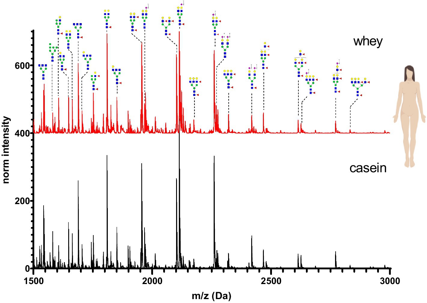 Mass spectrometry graph comparing whey and casein proteins of human milk. The x-axis shows m/z (mass-to-charge ratio) from 1500 to 3000 Da, and the y-axis shows normalized intensity. Whey (red line), casein (black line). The image also includes glycan structures above the peaks.
