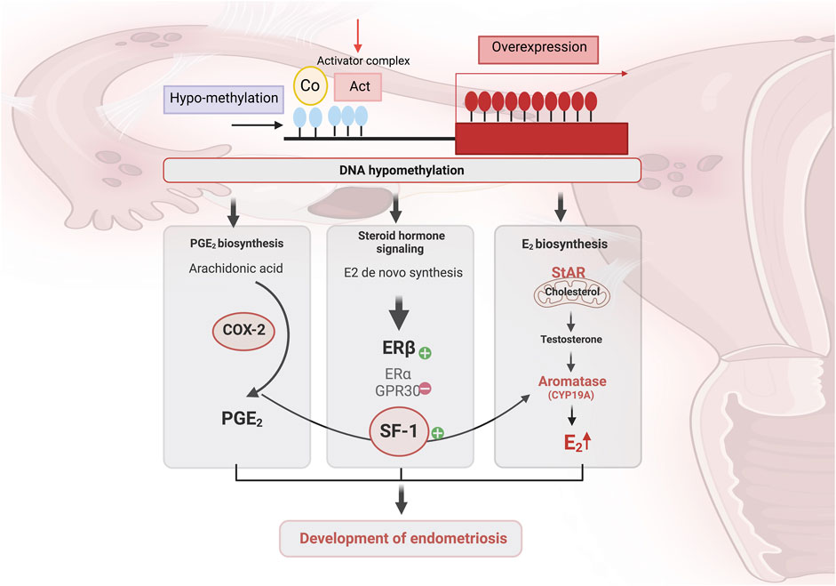 Diagram illustrating the molecular mechanisms involved in the development of endometriosis. It shows DNA hypomethylation leading to overexpression via an activator complex (Co and Act). This process influences prostaglandin E2 biosynthesis (via COX-2), steroid hormone signaling (involving ERβ and SF-1), and E2 biosynthesis (through StAR and aromatase). These pathways converge to contribute to endometriosis development.