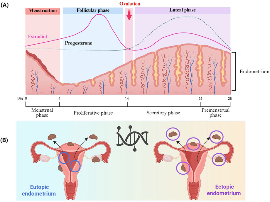 Diagram A shows the menstrual cycle, highlighting hormone levels of estradiol and progesterone across the menstrual, follicular, ovulation, luteal, and premenstrual phases. The endometrium's thickness is illustrated. Diagram B contrasts eutopic and ectopic endometrium with a central DNA symbol, depicting normal and abnormal uterine tissue locations.