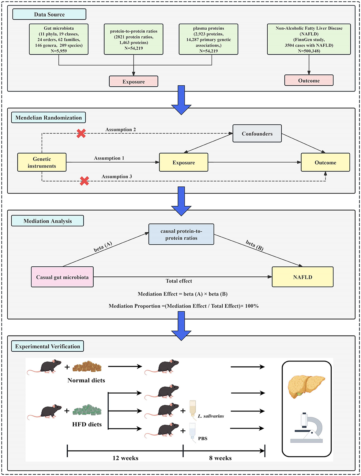Flowchart depicting a study on the influence of gut microbiota on non-alcoholic fatty liver disease (NAFLD). It shows the data sources, Mendelian randomization with genetic instruments, mediation analysis, and experimental verification involving normal and high-fat diet (HFD) for mice. Experimental timelines of twelve and eight weeks are shown, including interventions with L. salivarius and PBS. Outcomes include liver analysis.