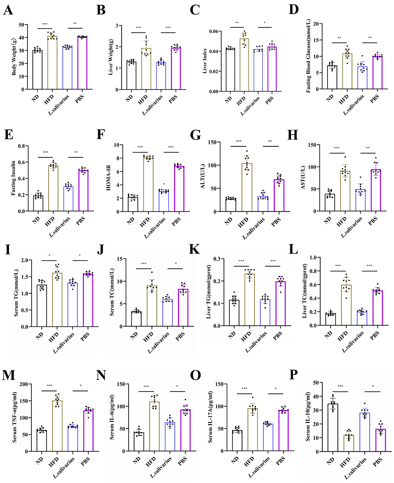 Sixteen bar graphs labeled A to P compare various health metrics across four groups: ND, HFD, L. salivarius, and PBS. Metrics include body weight, liver weight, liver index, fasting blood glucose, fasting insulin, HOMA-IR, ALT, AST, serum TG, serum TC, liver TG, liver TC, serum TNF-α, serum IL-6, serum IL-17A, and serum IL-10. Statistical significance is indicated with asterisks, showing differences among the groups.