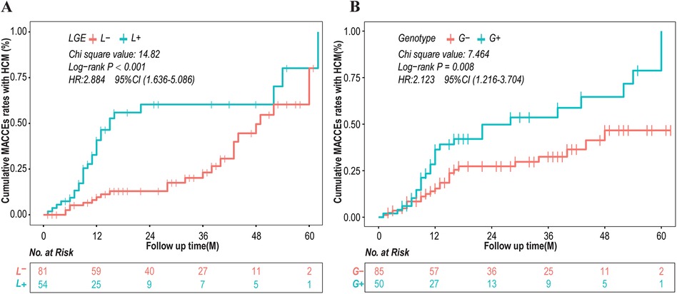 Two Kaplan–Meier graphs show cumulative MACCEs rates over time. Graph A compares groups L- and L+; L+ shows higher rates with a significant log-rank P<0.001. Graph B compares groups G- and G+; G+ shows higher rates with a significant log-rank P of 0.008. Both graphs have a follow-up period of 60 months, with varying numbers at risk over time.