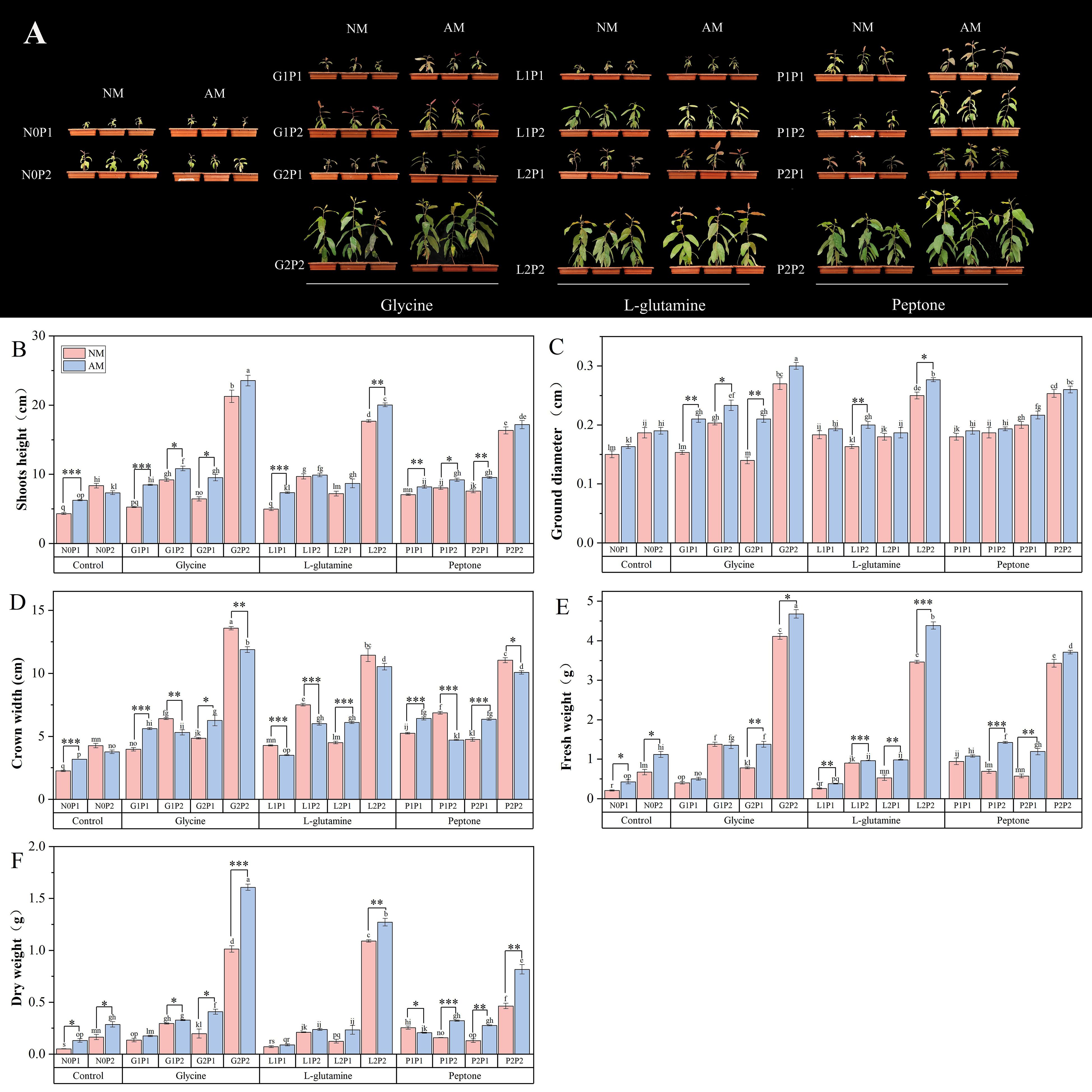 Grouped images show the effects of nitrogen sources on plant growth. Image A depicts different plant conditions labeled by treatment and nitrogen source: glycine, L-glutamine, and peptone. Bar charts B to F represent various growth measurements: shoots height, ground diameter, crown width, fresh weight, and dry weight under NM (non-mycorrhizal) and AM (arbuscular mycorrhizal) conditions. Bars are color-coded and labeled with statistical significance indicators.