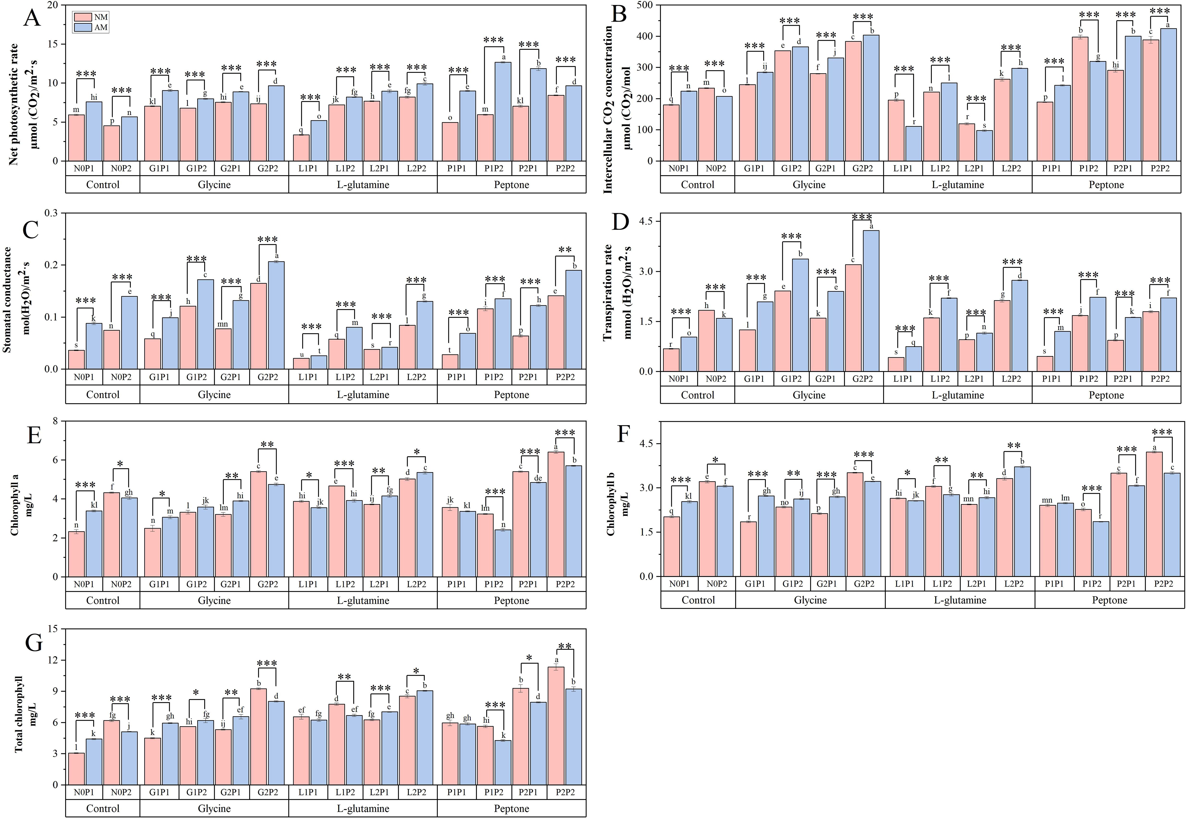 Bar charts labeled A to G comparing NM and AM treatments across various conditions: control, glycine, L-glutamine, and peptone. Parameters measured include A: net photosynthetic rate, B: intercellular CO2 concentration, C: stomatal conductance, D: transpiration rate, E: chlorophyll a, F: chlorophyll b, G: total chlorophyll. Blue bars represent NM, pink bars represent AM, with statistically significant differences marked by asterisks.