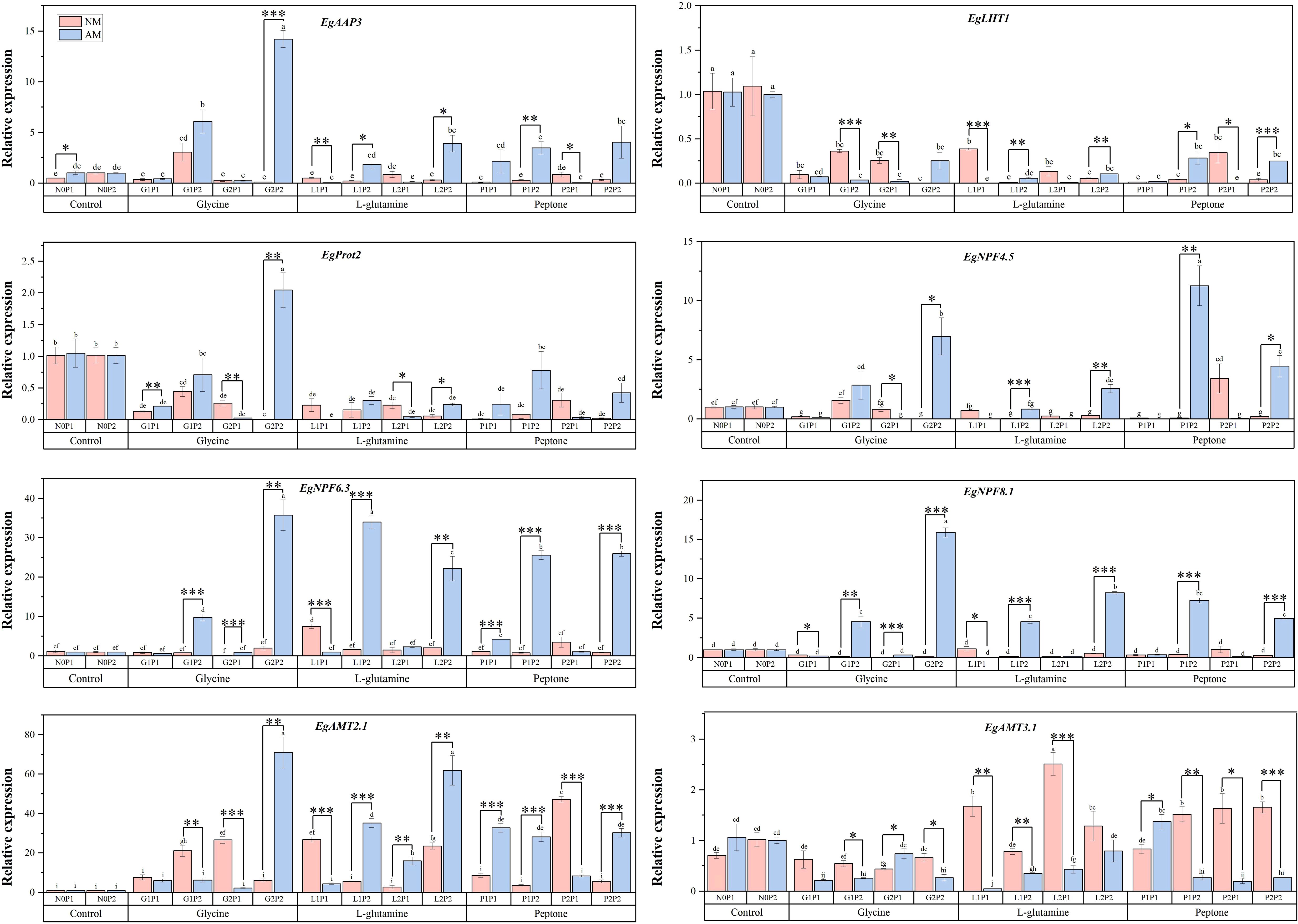 Six bar graphs display relative expression levels of various genes under different conditions including glycine, L-glutamine, and peptone treatments. Each graph compares NM and AM groups with statistical significance indicated by asterisks. The genes are EgAAP3, EgLHT1, EgProT2, EgNPF4.5, EgNPF6.3, EgNPF8.1, Eg4MT2.1, and EgAMT3.1, with varying expression levels across conditions.