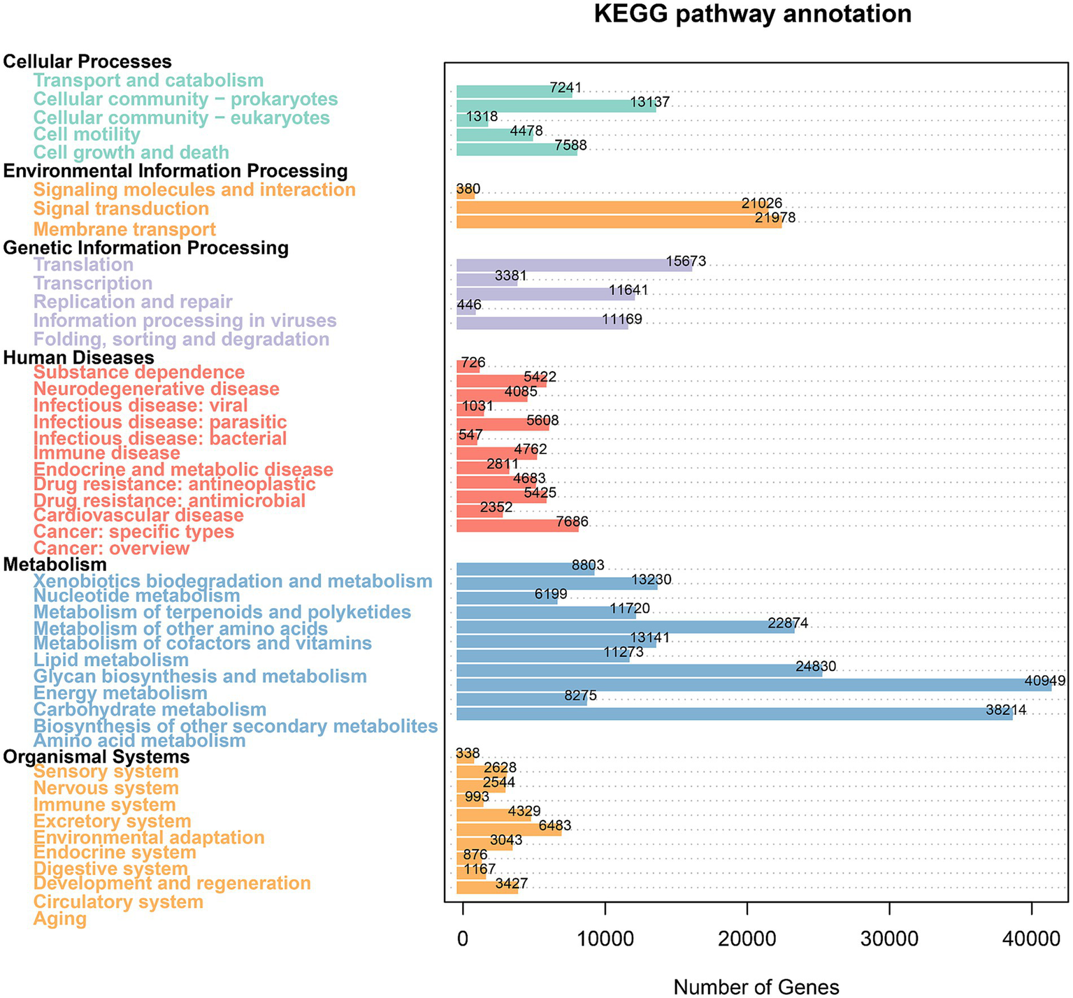 Bar chart titled "KEGG pathway annotation" displaying the number of genes involved in various biological processes. Categories include Cellular Processes, Environmental Information Processing, Genetic Information Processing, Human Diseases, Metabolism, and Organismal Systems. Each category has subcategories with corresponding gene counts visualized by colored bars. Metabolism and Human Diseases have the most subcategories and gene counts, with Metabolism exceeding 40,000 genes in some pathways. The y-axis lists the pathways, while the x-axis shows gene numbers ranging up to 40,000.
