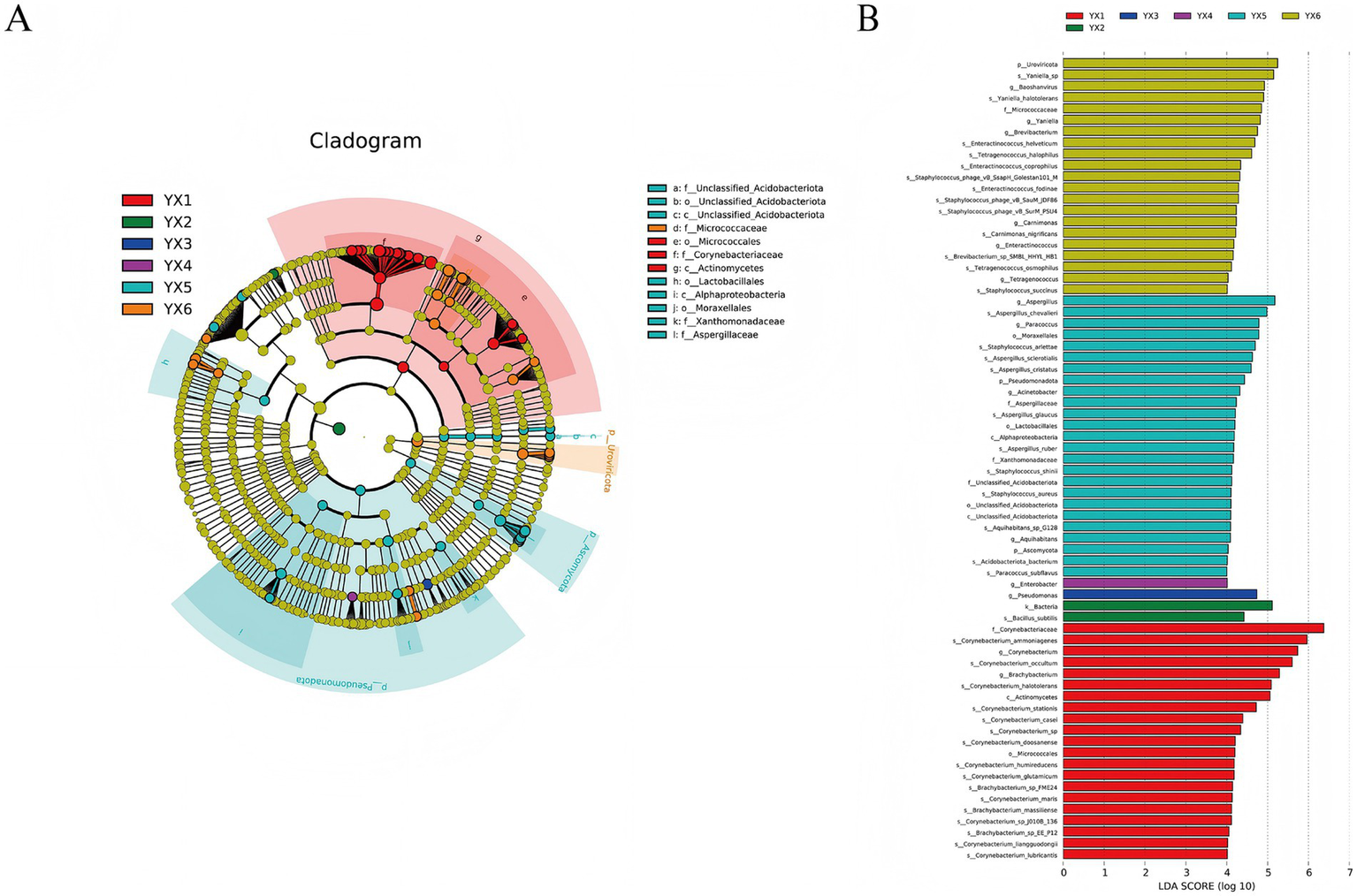 Diagram showing two parts: A cladogram (left) representing the phylogenetic relationships of various taxa, color-coded by group (YX1 to YX6), with a legend indicating specific bacteria families. A bar chart (right) labeled with LDA scores, displaying the abundance of taxa across the same groups.