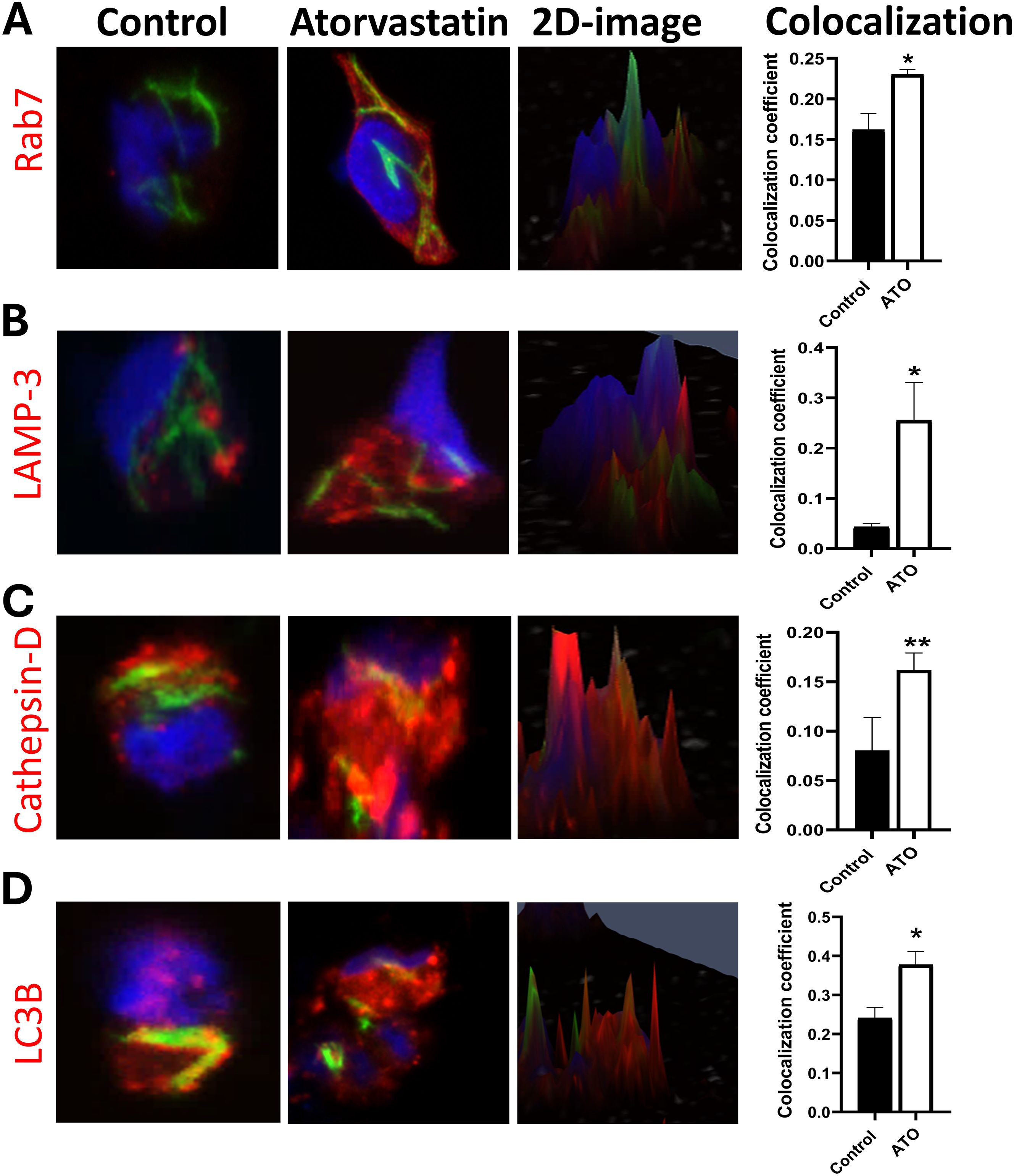 Fluorescent microscopy images depict colocalization of Rab7, LAMP-3, Cathepsin-D, and LC3B under control and Atorvastatin conditions. Each section (A-D) shows two images and a 2D intensity plot, followed by a bar graph comparing colocalization coefficients. Atorvastatin consistently shows increased colocalization compared to the control, with statistical significance indicated by asterisks.