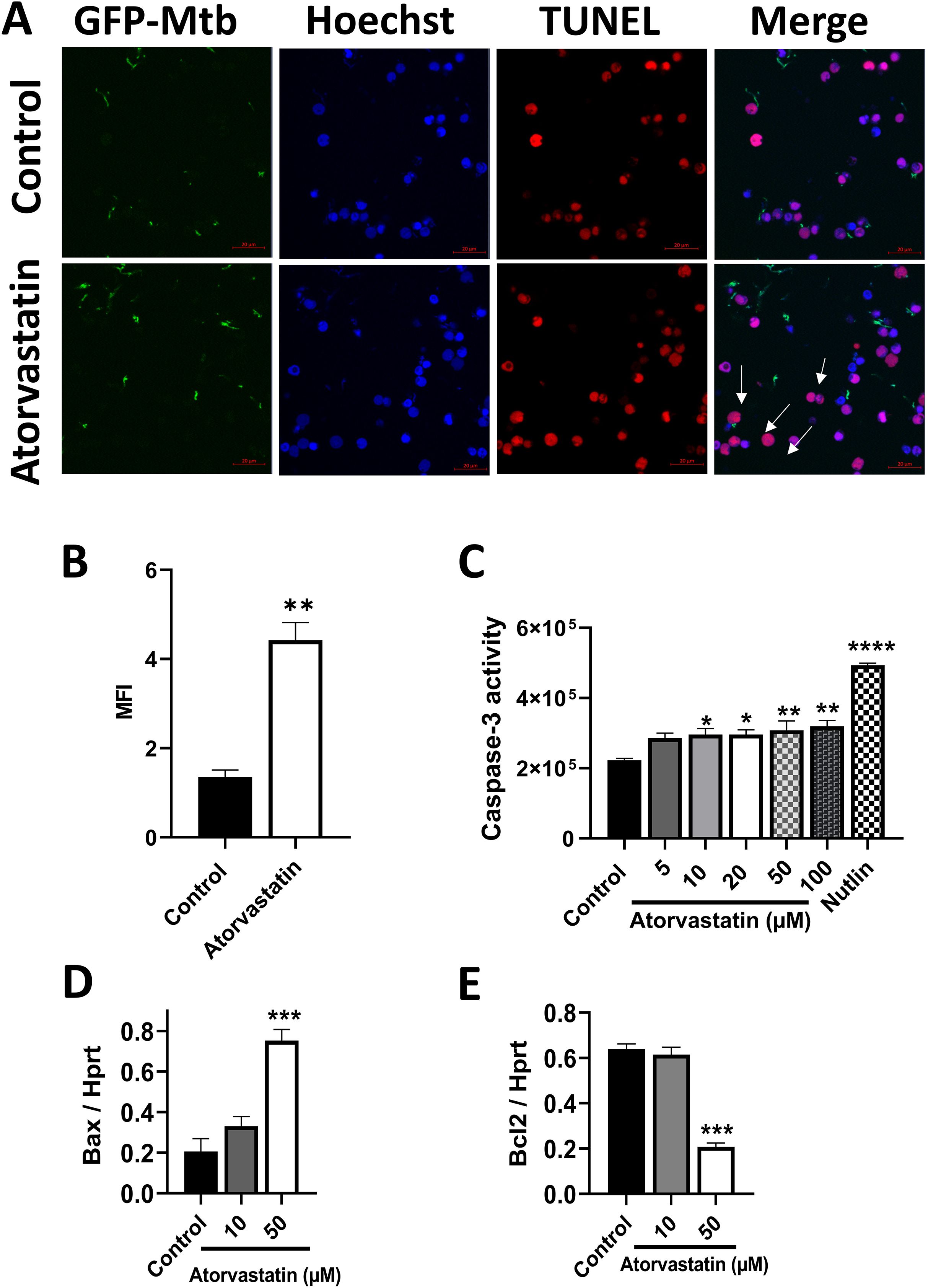 Panel A shows fluorescent microscopy images of cells treated with control and atorvastatin, labeled with GFP-Mtb (green), Hoechst (blue), TUNEL (red), and a merged image. Arrows indicate changes. Panel B depicts a bar graph showing increased mean fluorescence intensity (MFI) in atorvastatin-treated cells. Panel C presents a bar graph of caspase-3 activity, showing increased activity at higher atorvastatin concentrations and Nutlin. Panel D illustrates increased Bax/Hprt expression with atorvastatin treatment. Panel E shows reduced Bcl2/Hprt expression with increasing atorvastatin concentrations. Statistical significance is indicated with asterisks.