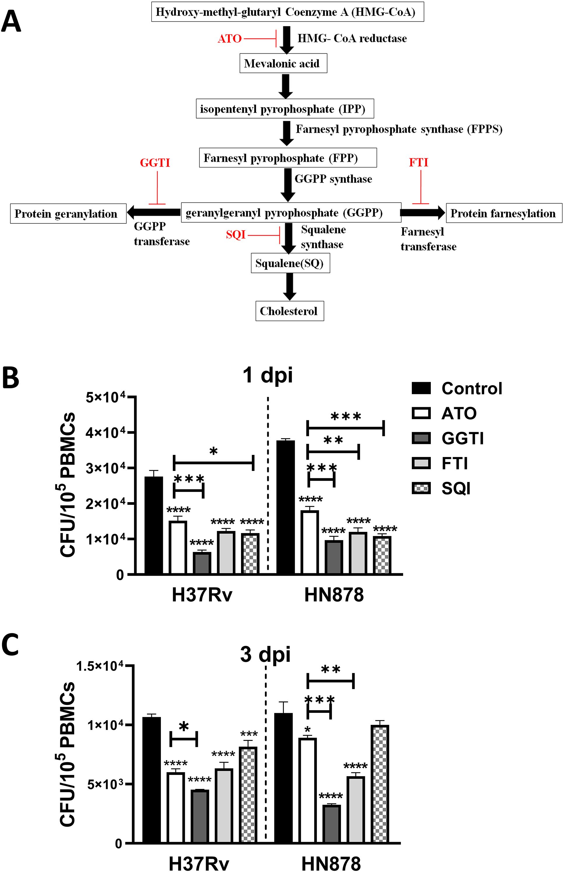 Diagram detailing a biochemical pathway with inhibitors: A) Pathway showing the synthesis from HMG-CoA to cholesterol, involving intermediates like mevalonic acid, IPP, FPP, and GGPP. Inhibitors ATO, GGTI, FTI, and SQI are marked in red, indicating inhibition points. B) Bar graph showing CFU levels of PBMCs at 1 dpi for H37Rv and HN878 with significant differences marked. C) Bar graph showing CFU levels at 3 dpi with significance indicated, similar setup as B.