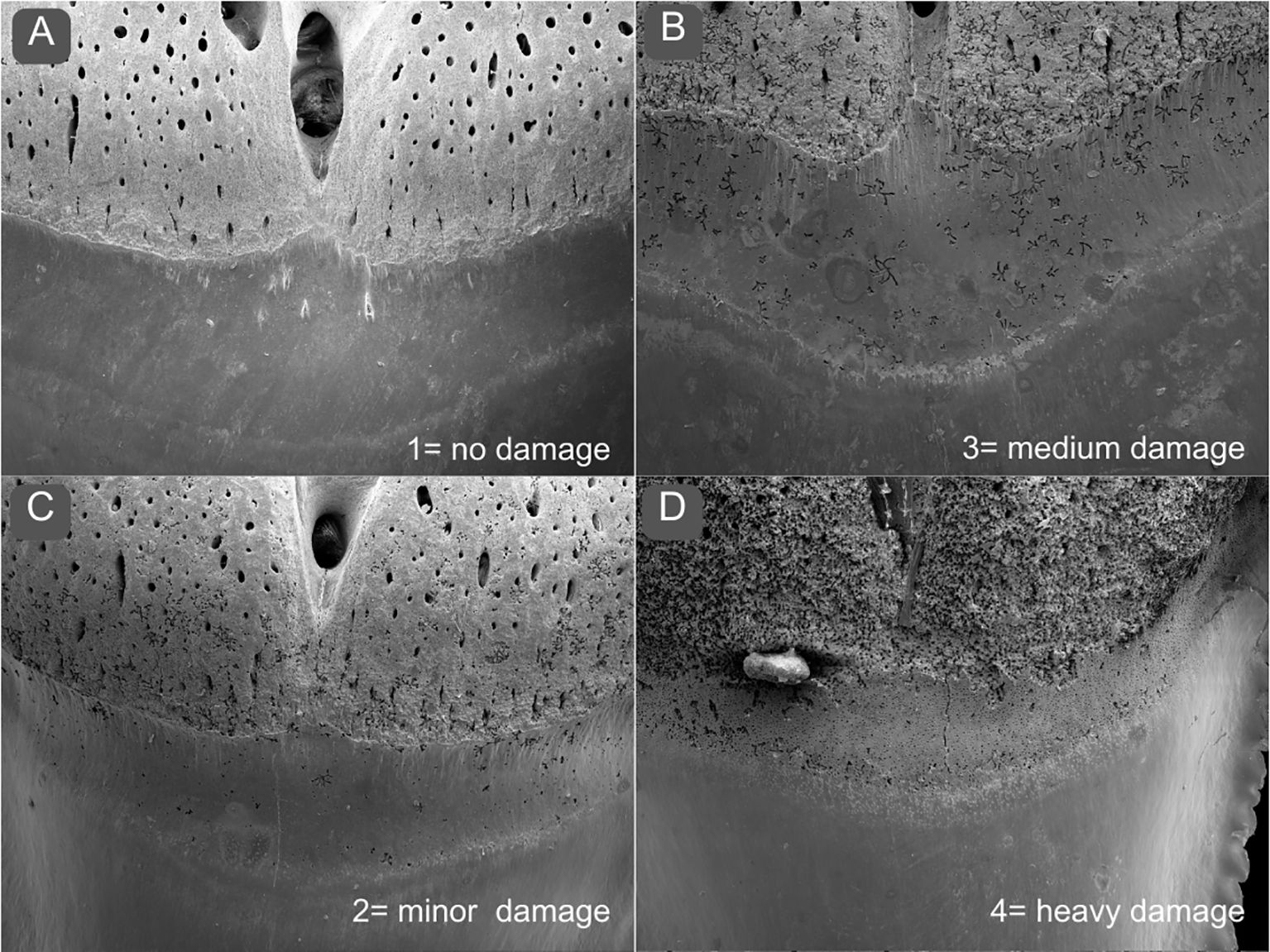Four-panel black and white image showing varying levels of damage on a surface. Panel A shows no damage with a smooth texture. Panel B indicates medium damage, revealing more irregularities. Panel C presents minor damage with small imperfections. Panel D displays heavy damage characterized by a rough and uneven texture.