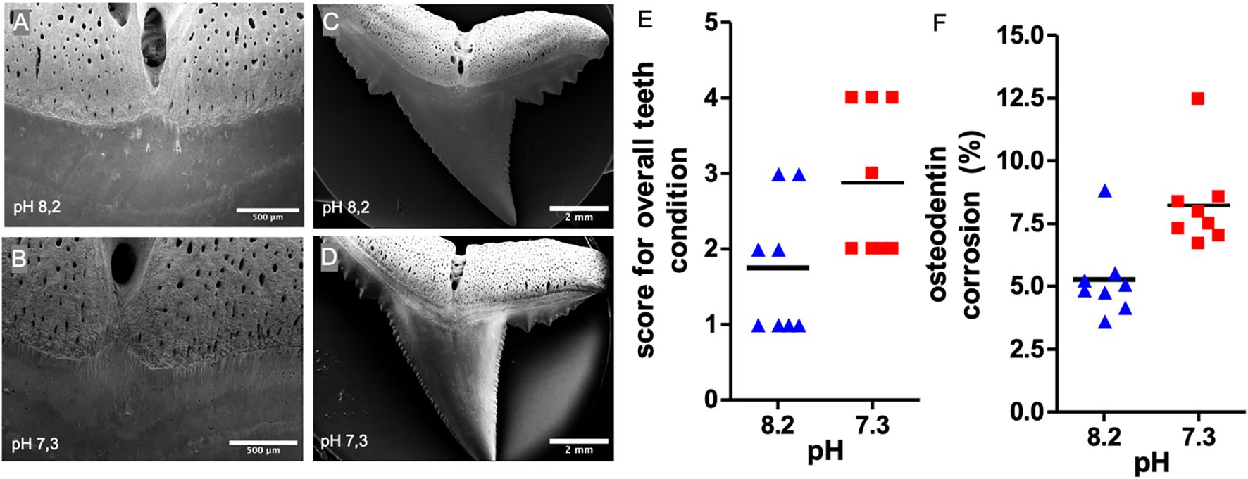 Four panels of scanning electron microscope images and two graphs display the effects of different pH levels on teeth. Panels A and C show teeth at pH 8.2, with surfaces appearing smoother. Panels B and D show teeth at pH 7.3, with visible signs of erosion. Graph E indicates the score for overall teeth condition, with higher scores at pH 8.2. Graph F shows osteodentin corrosion percentages, which are higher at pH 7.3 compared to pH 8.2.