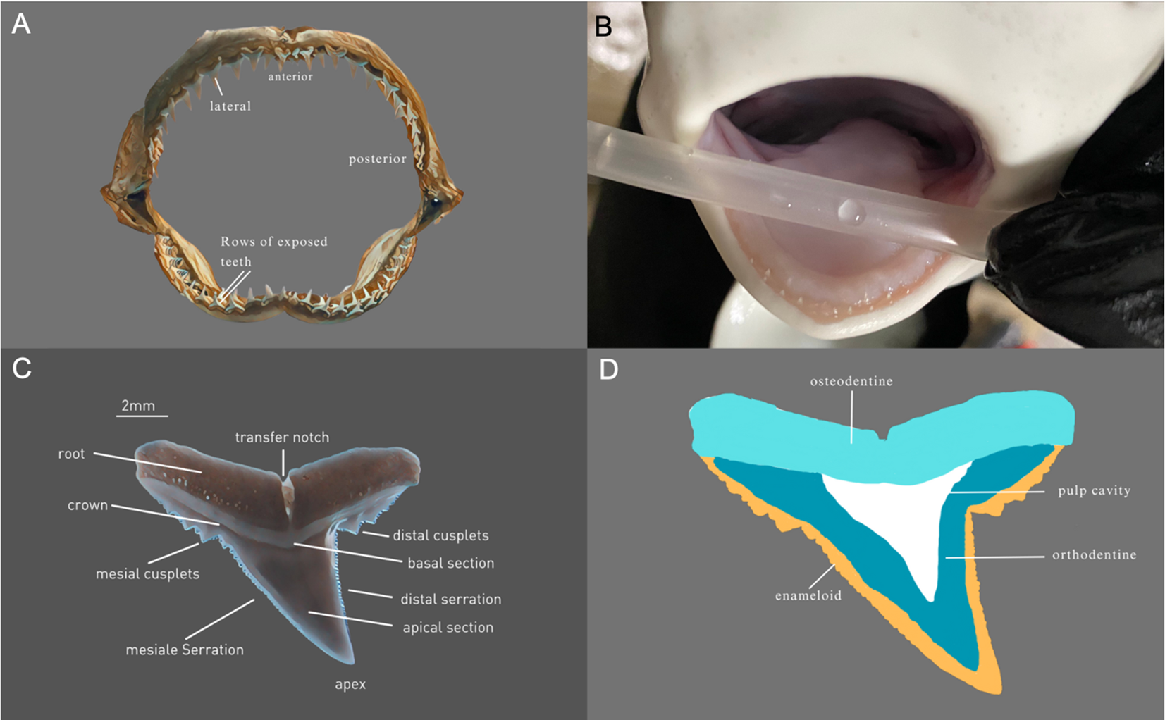 Illustration of four panels: A) Shark jaw with labeled teeth rows and directions (anterior, posterior, lateral). B) Close-up of a shark mouth held open with a tool. C) Diagram of a shark tooth labeled with features like root, crown, and serrations. D) Cross-section of a tooth showing layers such as osteodentine, enameloid, and pulp cavity.
