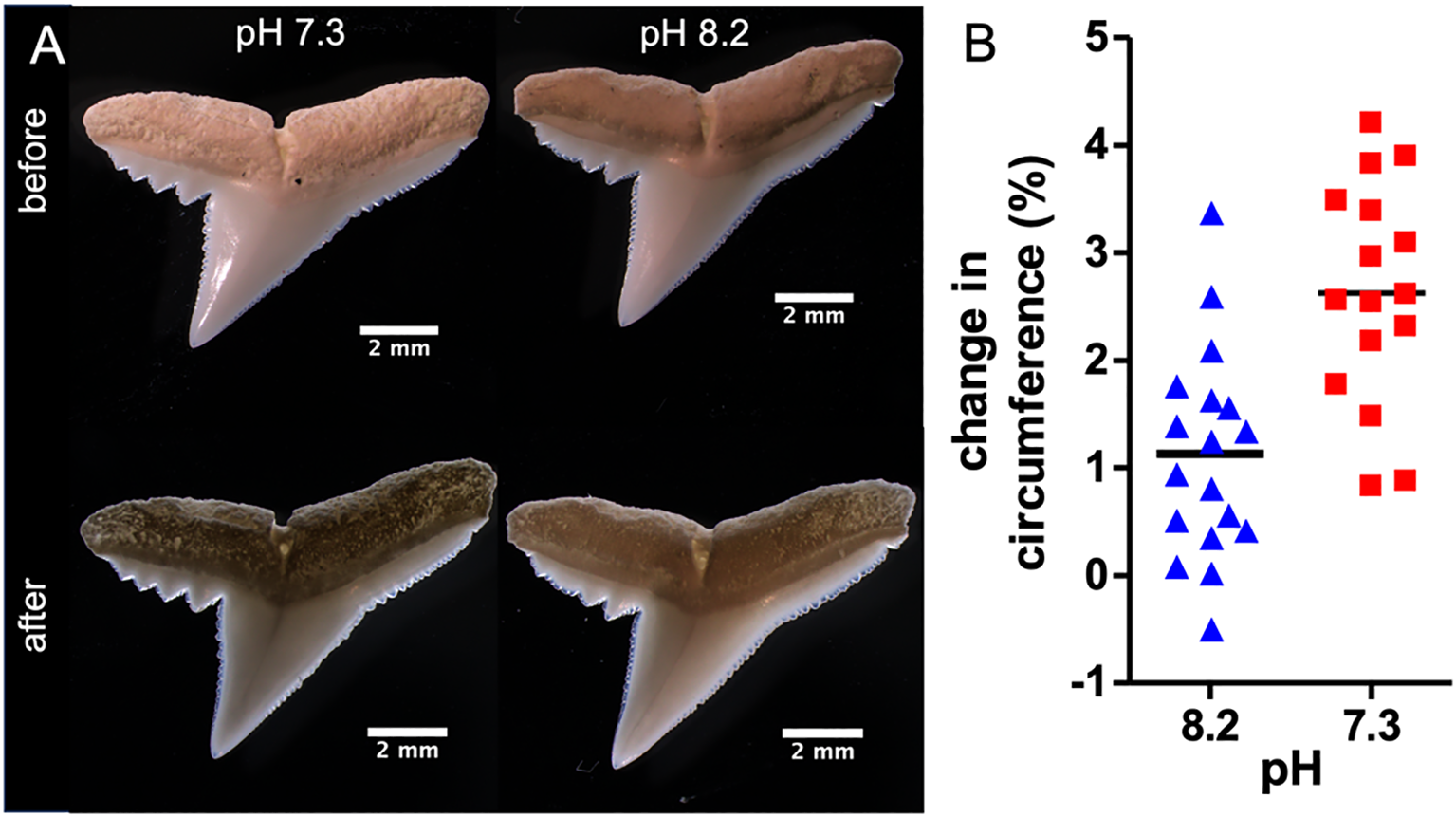 Panel A shows four shark teeth images before and after exposure to pH levels 7.3 and 8.2. Teeth exposed to pH 7.3 appear more eroded than those at pH 8.2. Panel B is a scatter plot showing the change in circumference percentage for both pH levels, with pH 7.3 having a higher range of values depicted by red squares, compared to pH 8.2 shown by blue triangles.
