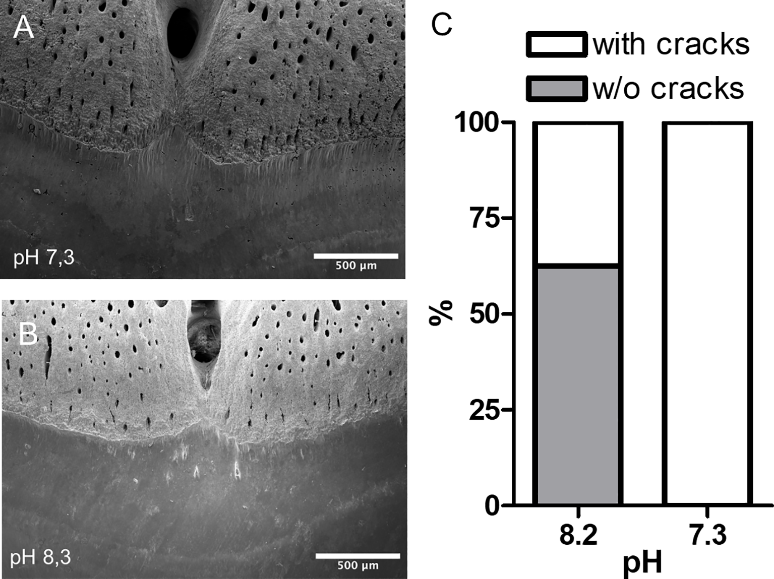 SEM images A and B show surface textures at pH levels 7.3 and 8.3 respectively, revealing structural differences. Chart C depicts percentages of surfaces with and without cracks at these pH levels, indicating fewer cracks at pH 8.3 compared to 7.3.