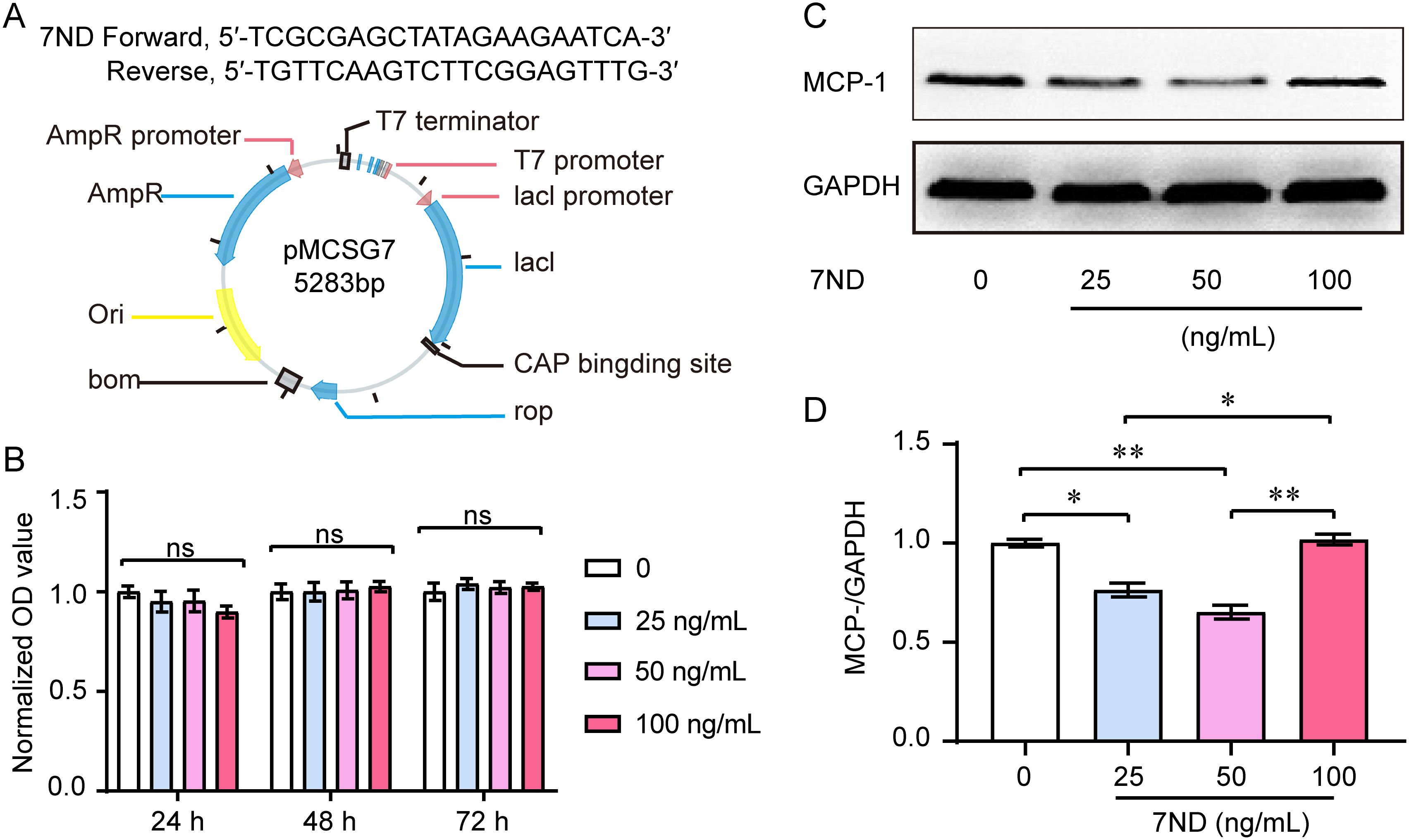 Diagram A shows the pMCSG7 plasmid map labeled with various components such as AmpR promoter, T7 terminator, and CAP binding site, among others. Chart B is a bar graph comparing normalized OD values at different times with various concentrations of 7ND showing no significant differences. Image C displays a Western blot for MCP-1 and GAPDH at different 7ND concentrations. Graph D is a bar chart showing significant differences in the MCP-1/GAPDH ratio at varying concentrations of 7ND, with significance indicated by asterisks.