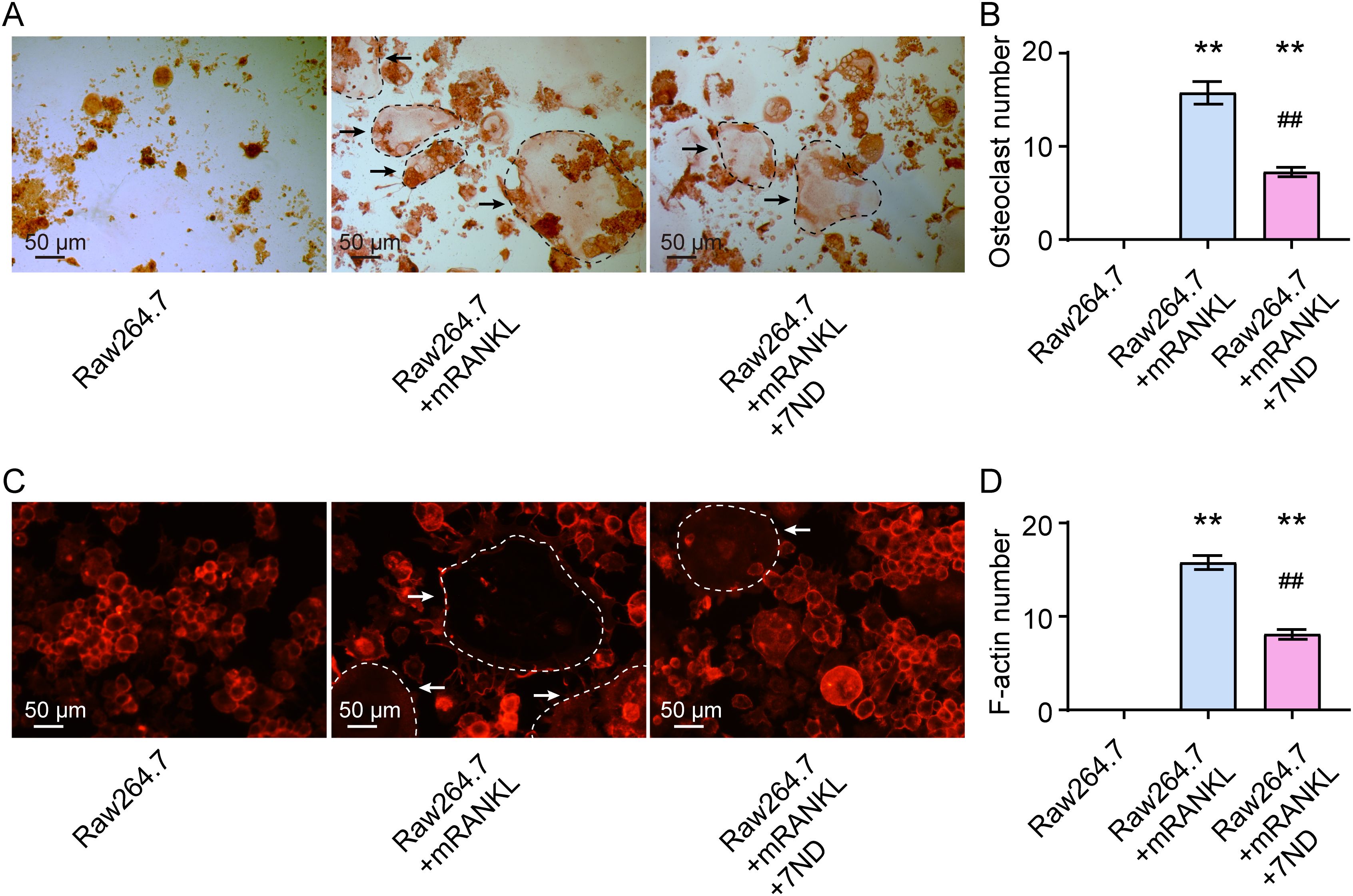 Microscopic images and bar graphs demonstrate the effect of RANKL and a compound on RAW264.7 cells. Panel A shows stained cell cultures with varying conditions: RAW264.7, RAW264.7 + mRANKL, and RAW264.7 + mRANKL + 7ND. Panel B displays a bar graph indicating osteoclast numbers, highlighting increased levels with mRANKL treatment. Panel C presents fluorescent staining showing F-actin formation in similar conditions. Panel D provides a bar graph depicting F-actin numbers, indicating significant changes with treatments. Arrows and dashed lines in images emphasize notable areas under different conditions. Scale bars indicate 50 micrometers.