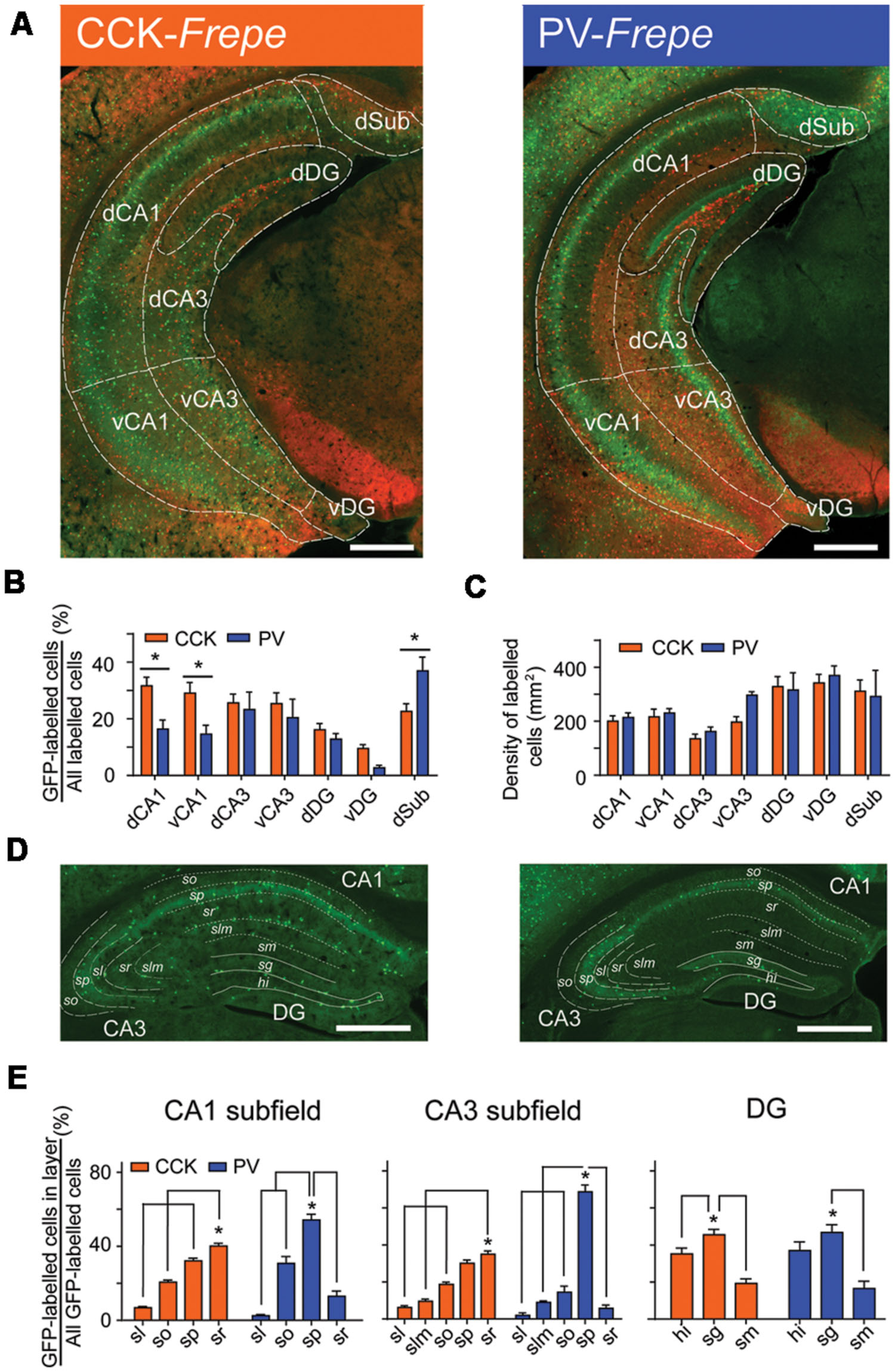 Frontiers | Comparative density of CCK- and PV-GABA cells within the ...