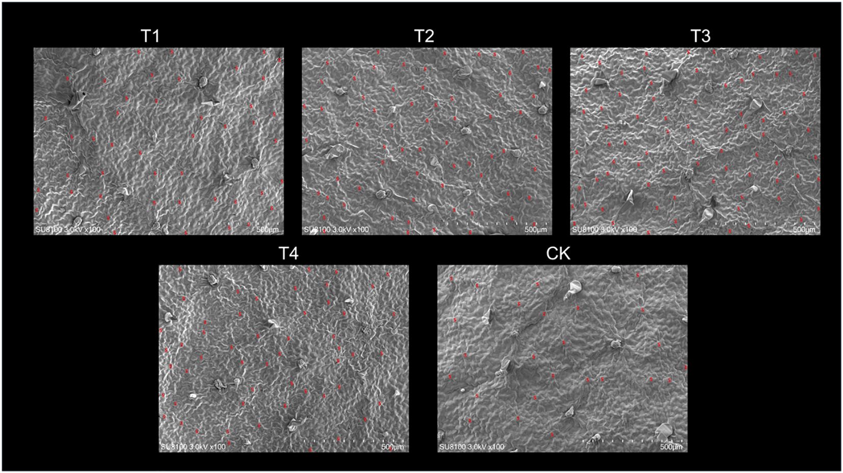 Scanning electron microscope images labeled T1, T2, T3, T4, and CK display textured surfaces with scattered red dots. Each image is magnified at seventy times with a scale of five hundred micrometers.